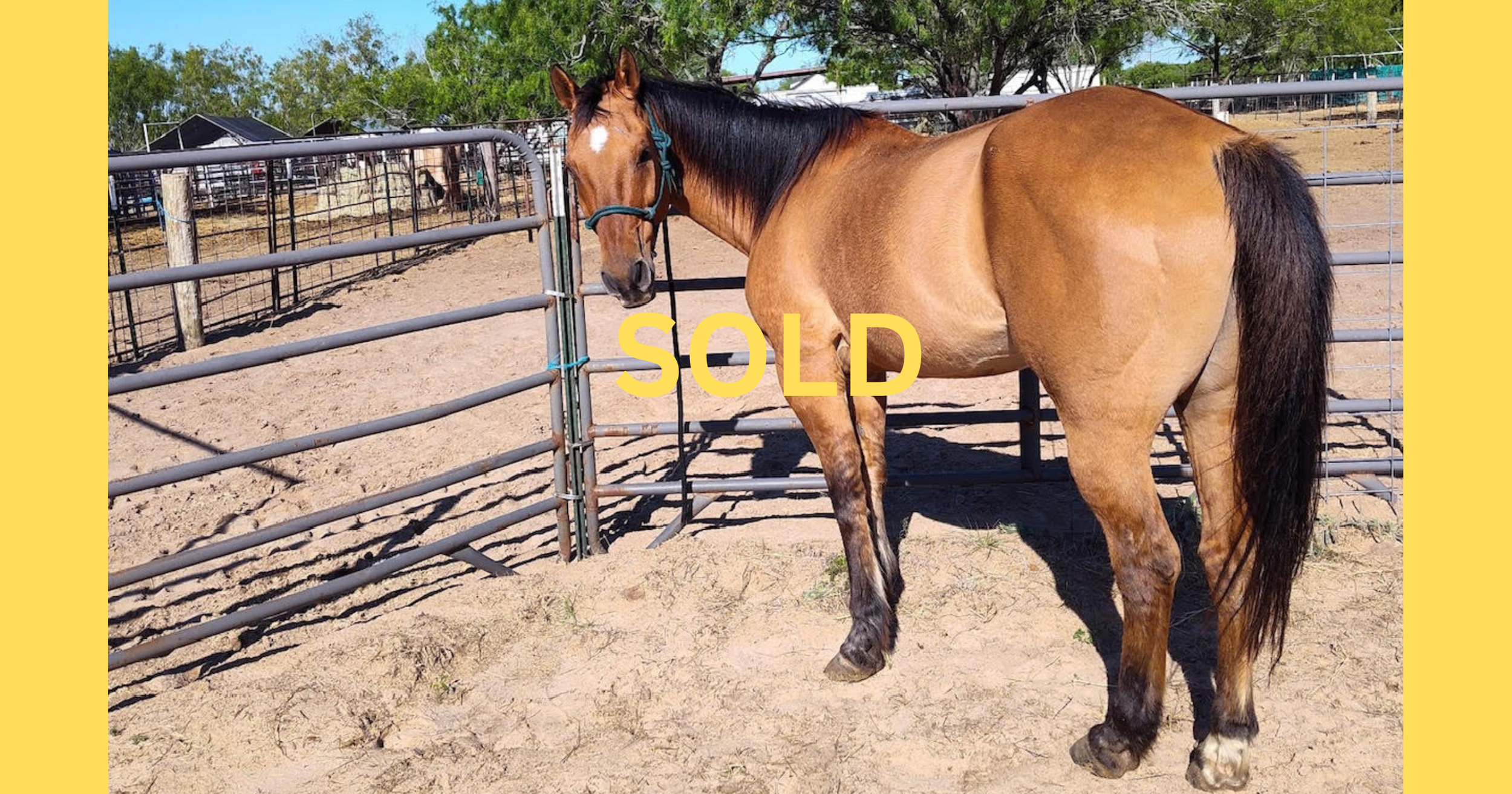 "Newt" - 8-years-old, 14.2 hands - $5,500
