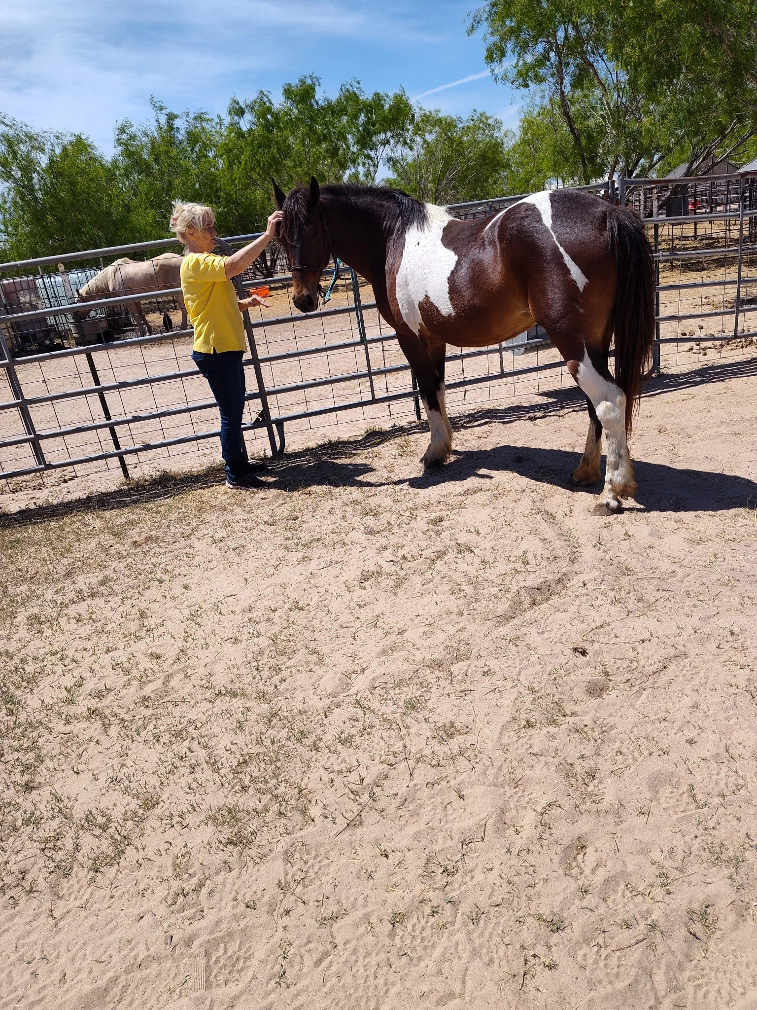 "Annie" - 8-years-old, and 14.2 hands tall - $5,500