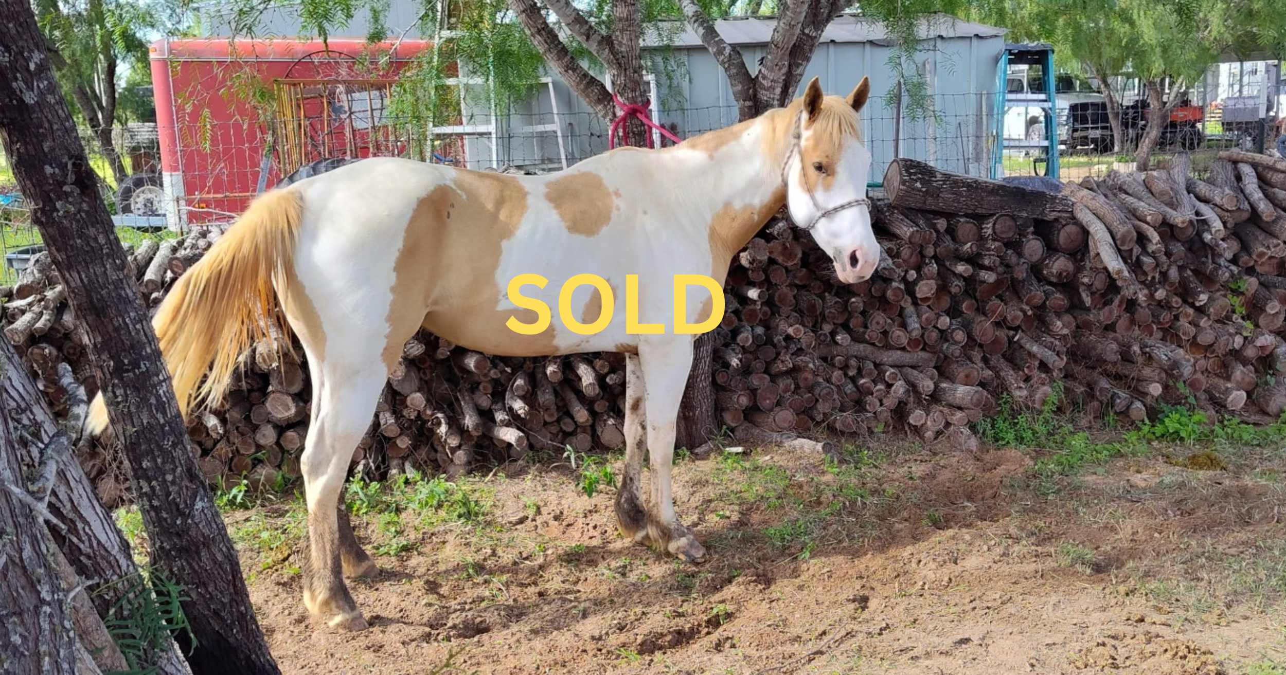 '"Jazz" - 7-year-old, 14.2 hand mare - $3,500