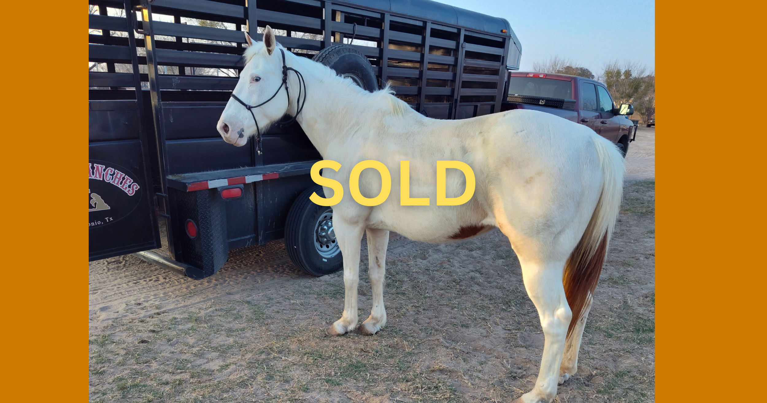 "Missy" - 14.2 hands, 8-year-old - $4,500