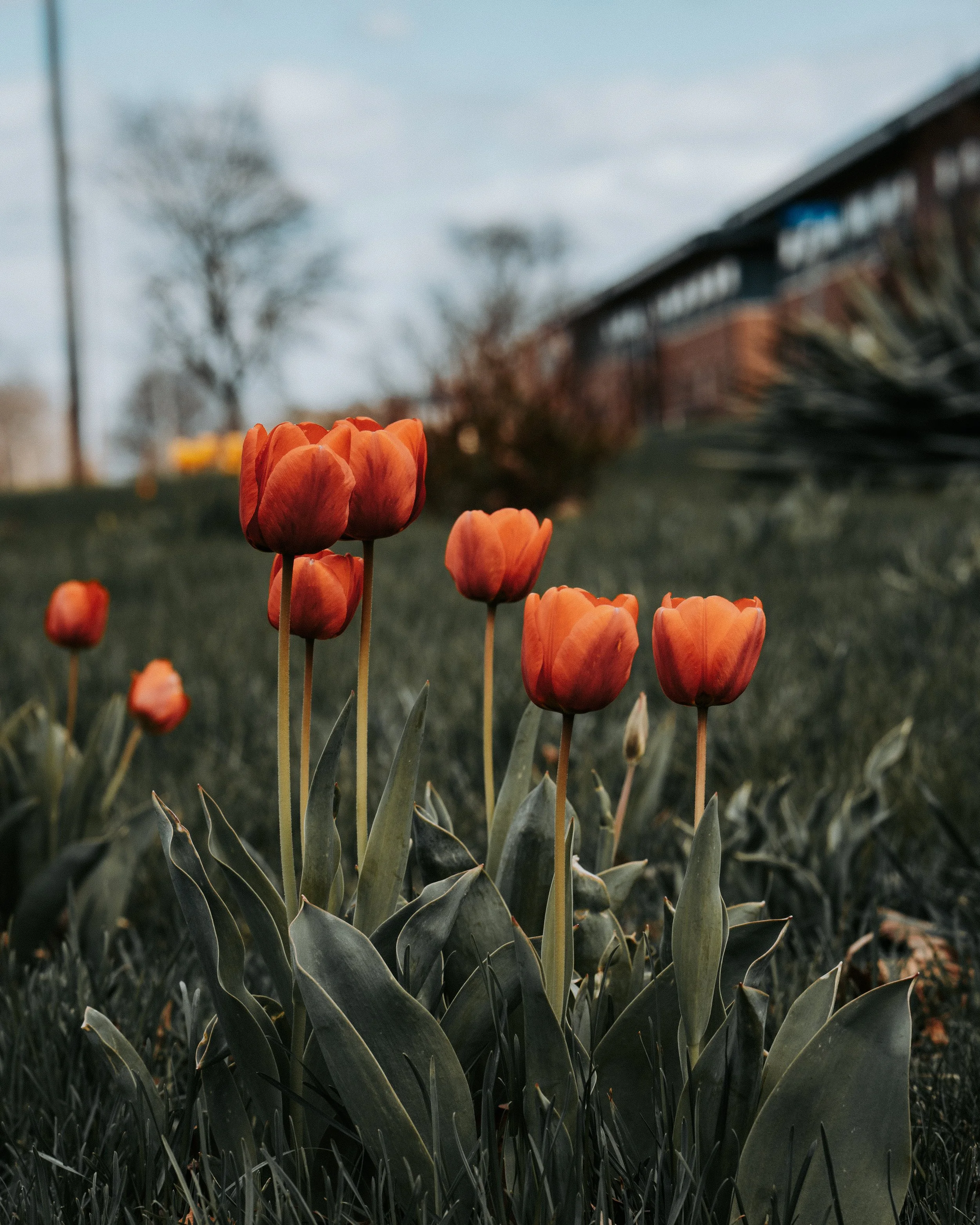 Red Tulip.jpg