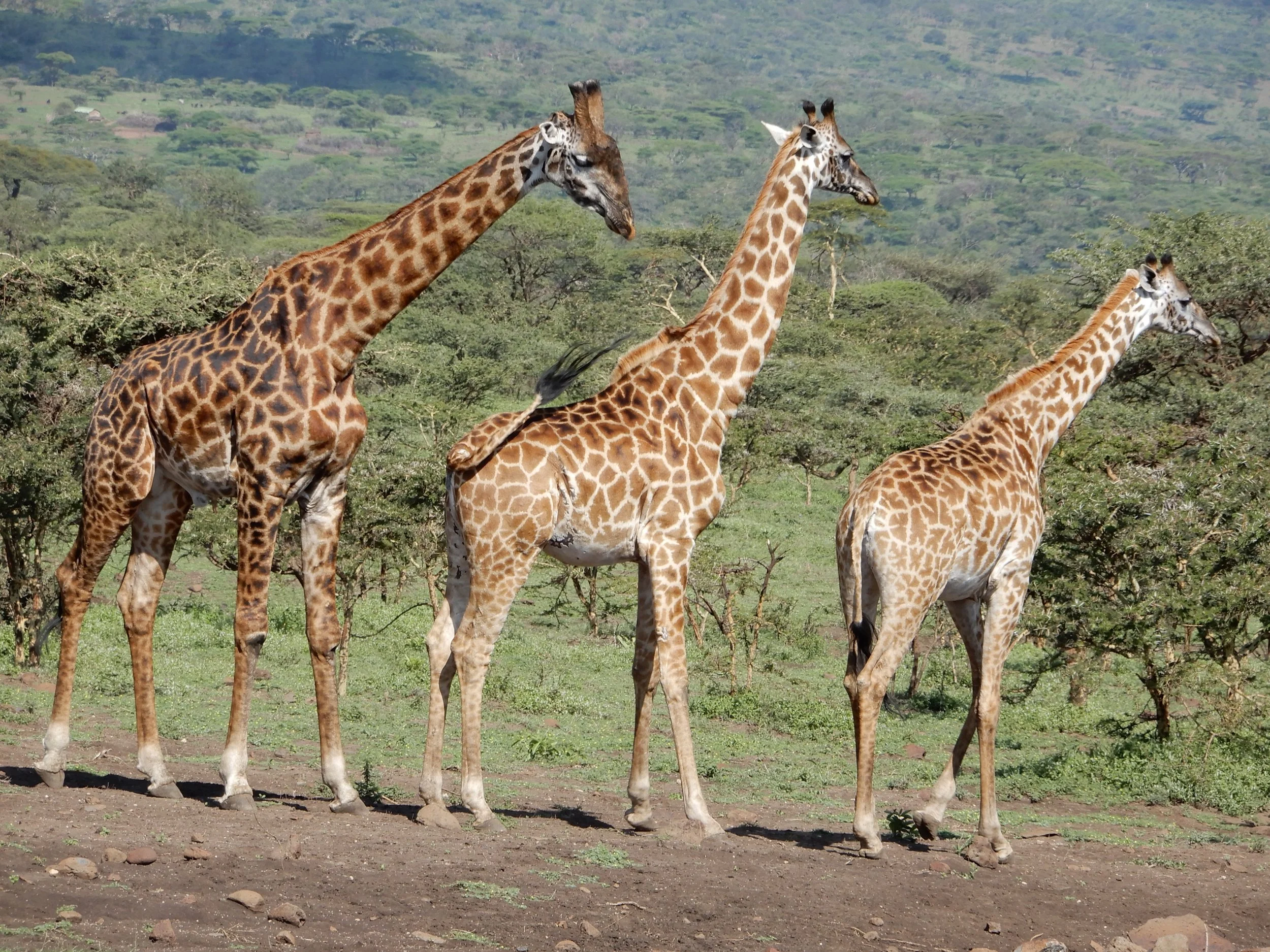 Giraffe 3.JPG