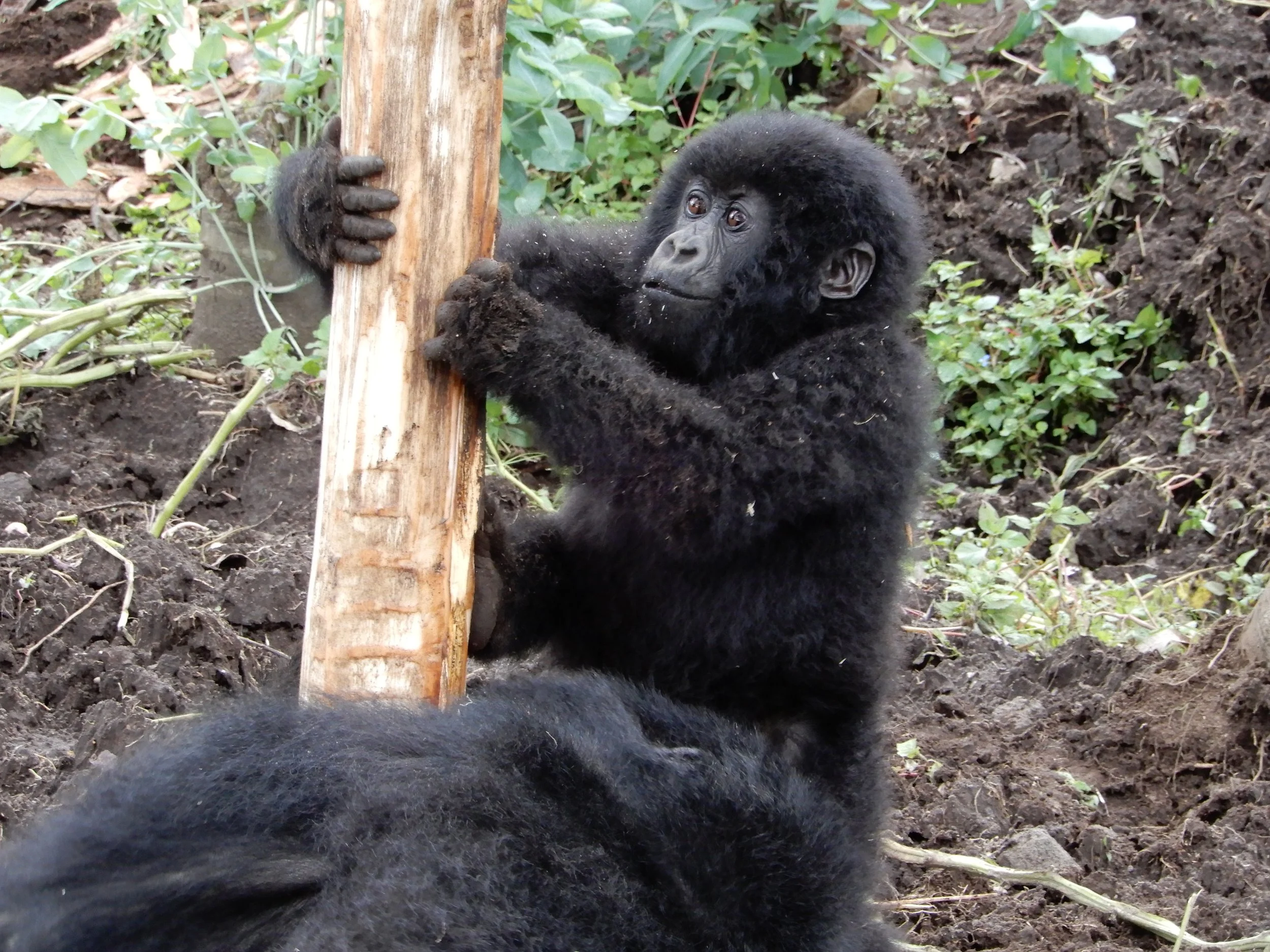 Child gorilla.JPG