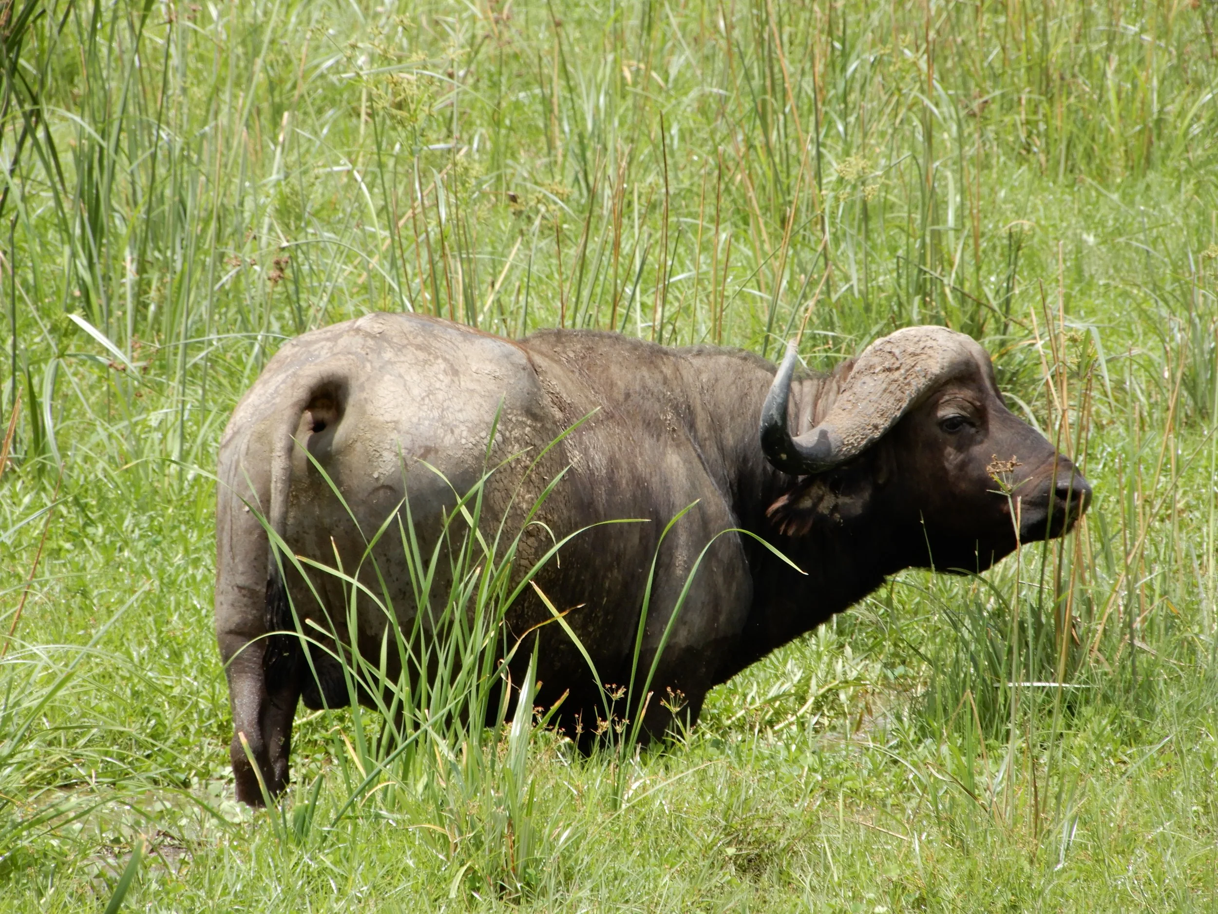Water Buffalo.JPG