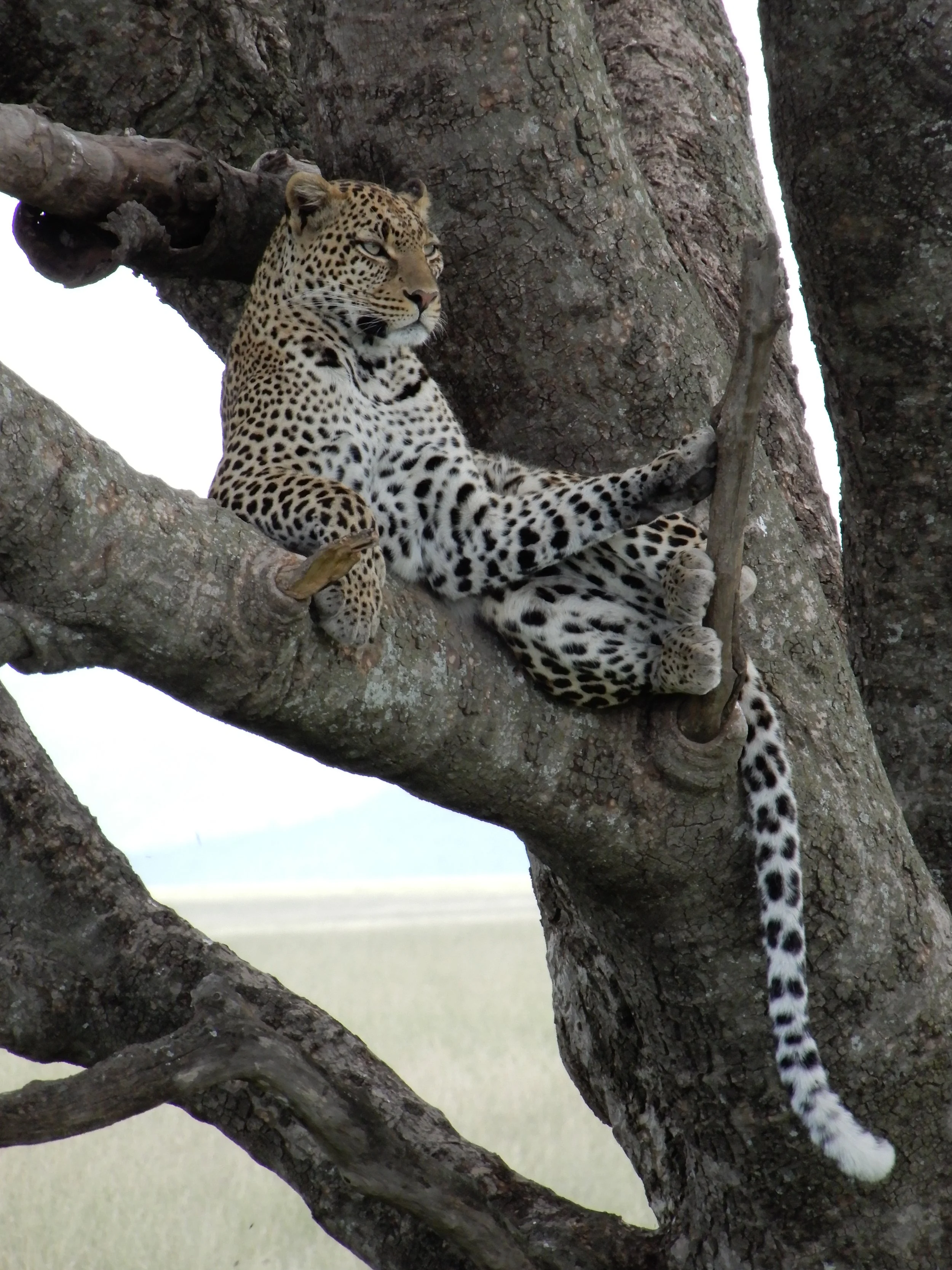 Leopard tree.JPG