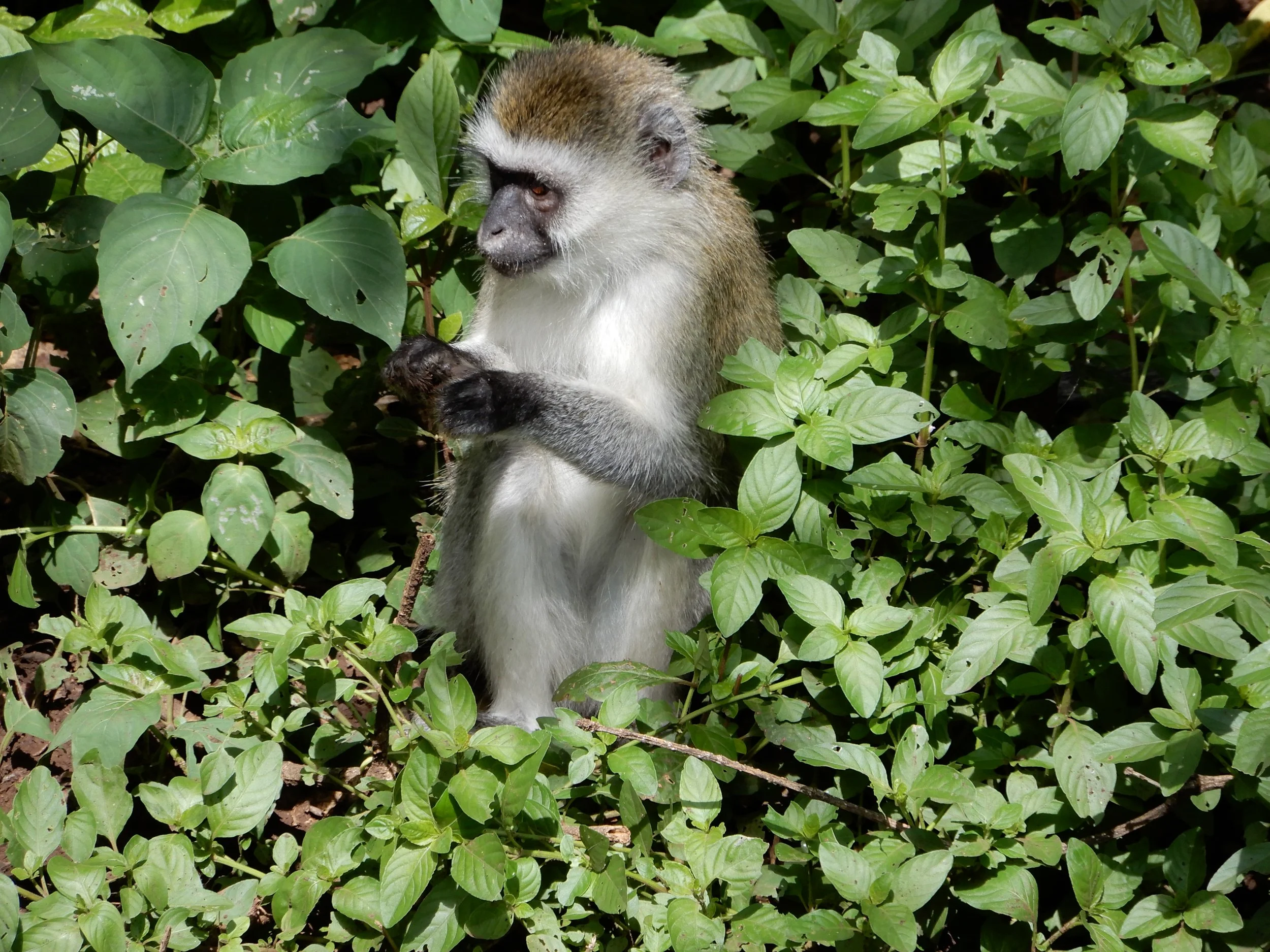 Monkey.JPG