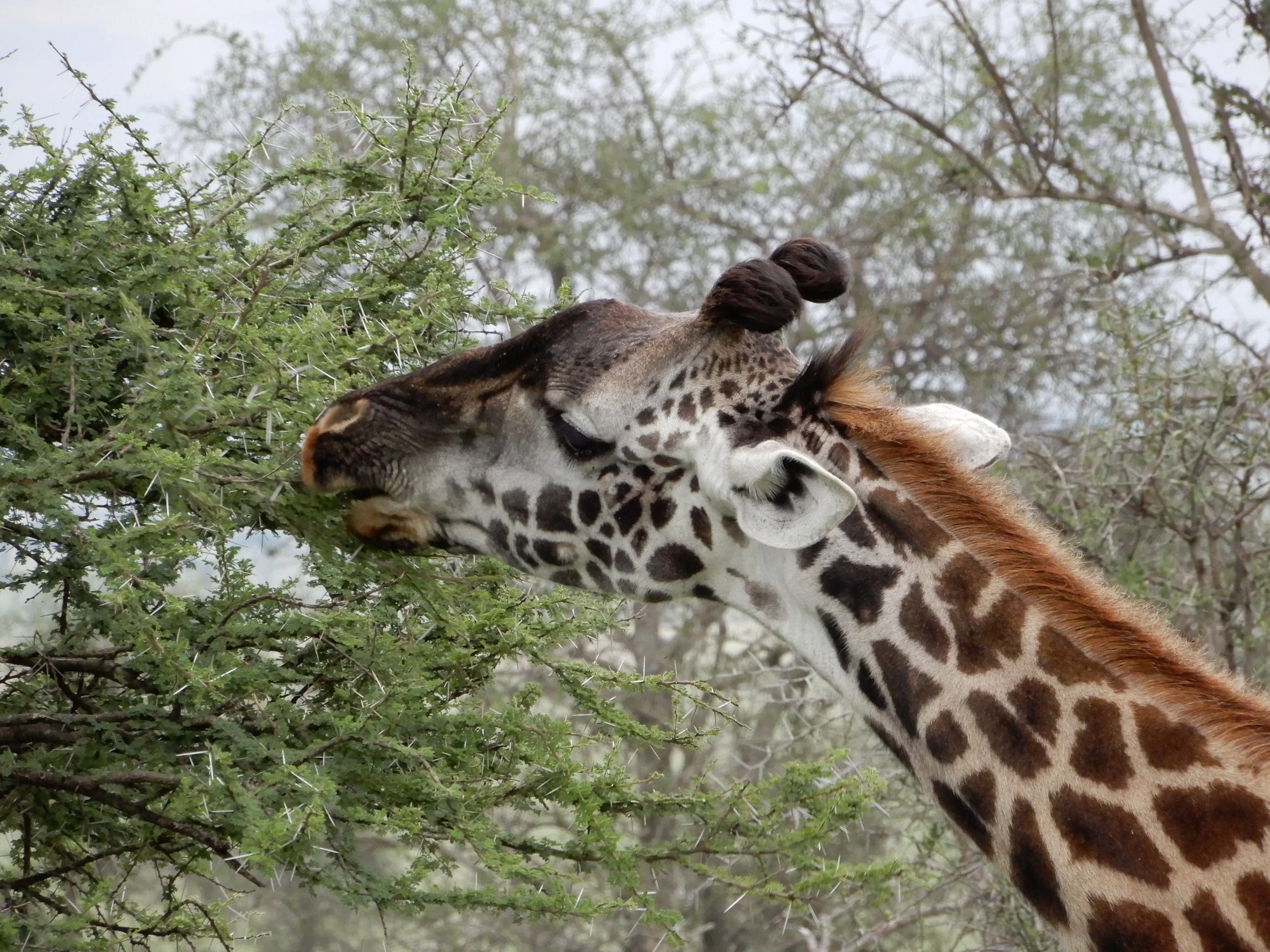 Giraffe head.JPG