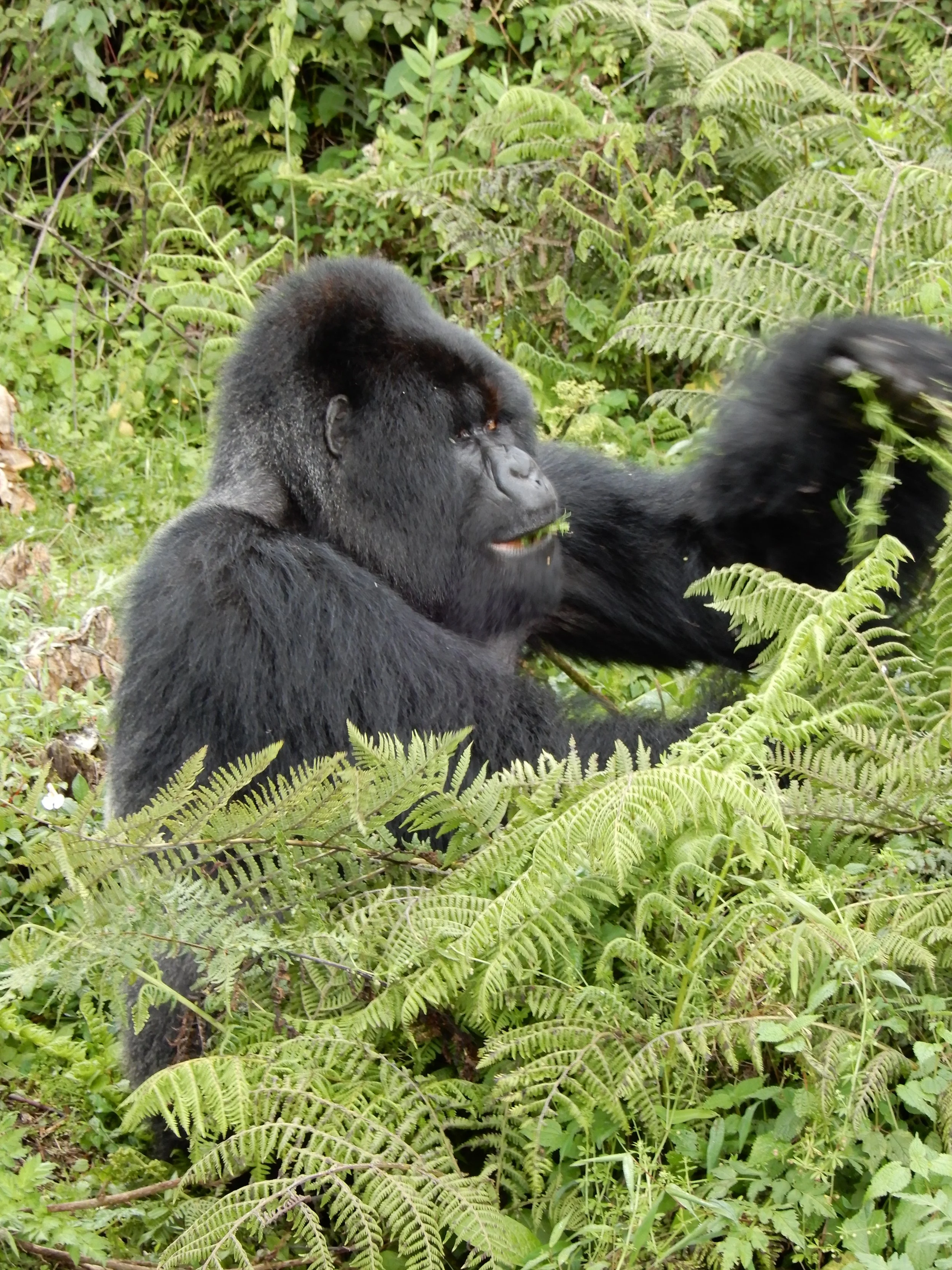 Male gorilla.JPG