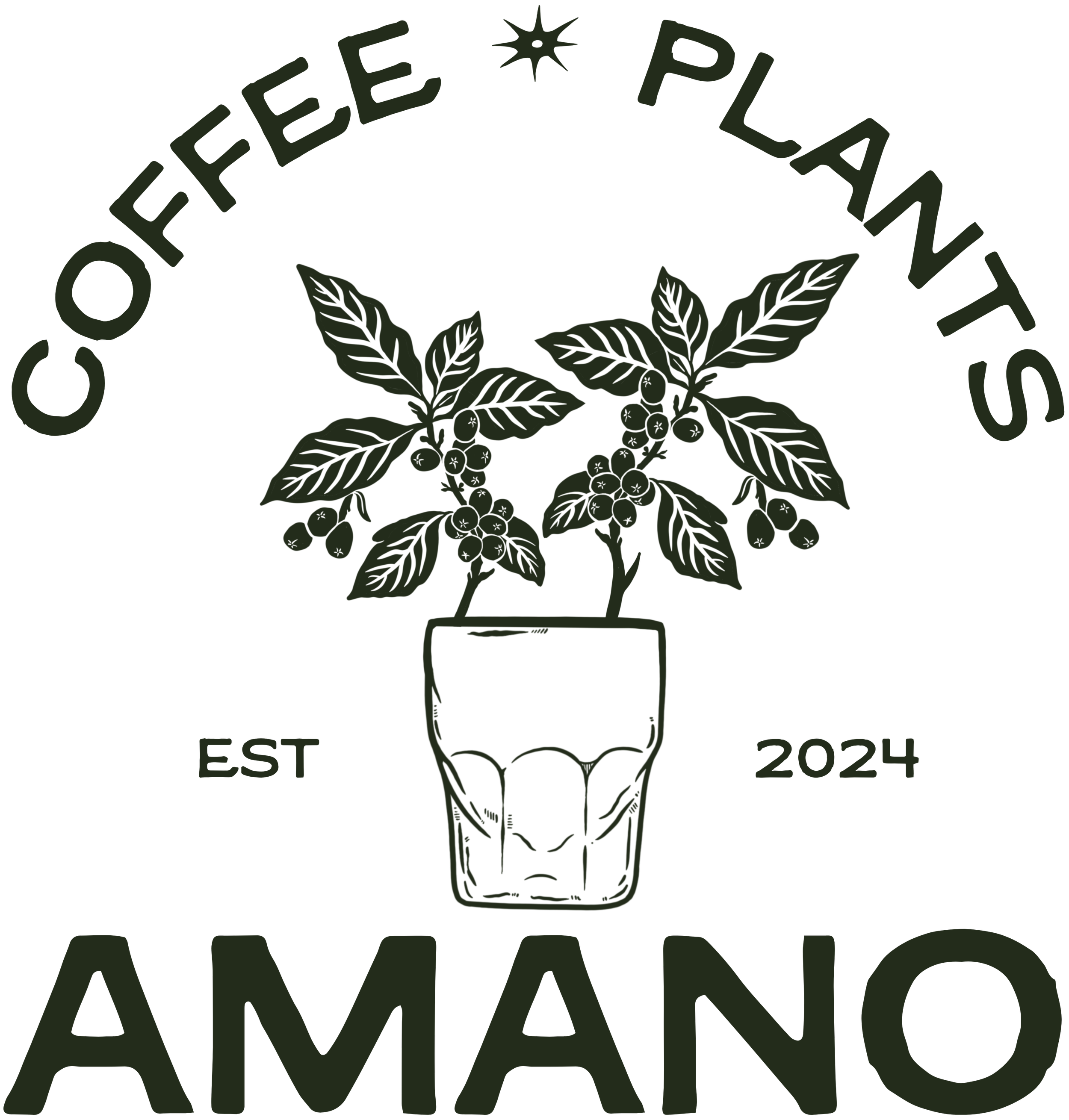 Amano Coffee Plants Amano coffee plants