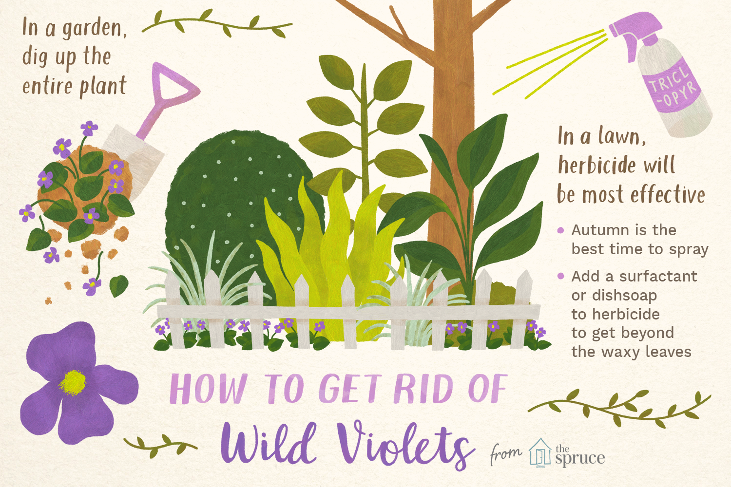 get-rid-of-wild-violets-in-the-lawn-2132476_final.png