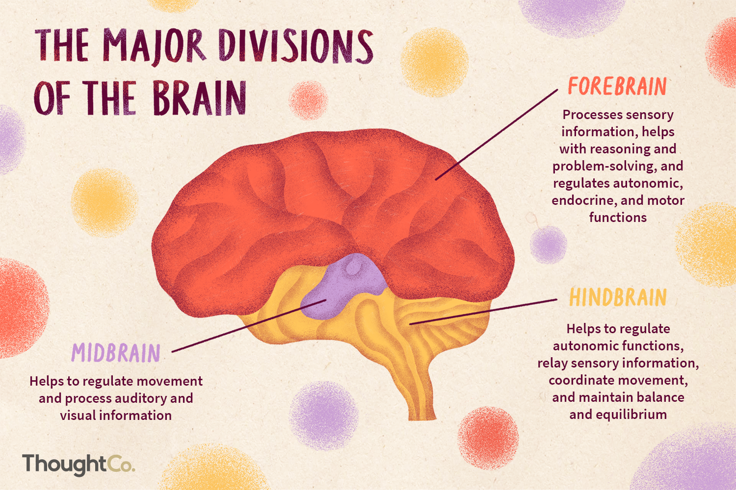 divisions-of-the-brain-4032899_final.png