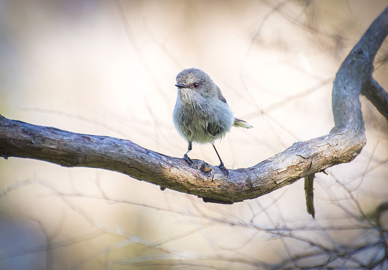 ©Neil-Hutton-_-Grey-Warbler.jpg