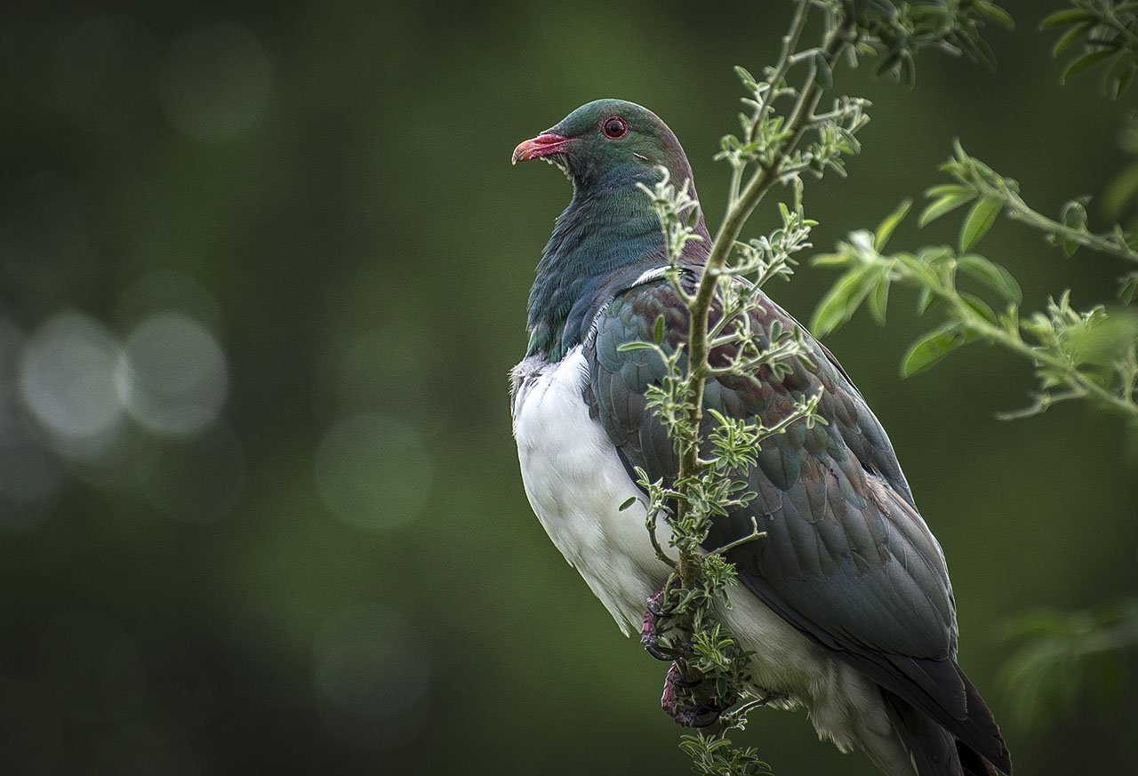 ©Neil-Hutton-_-Kereru.jpg