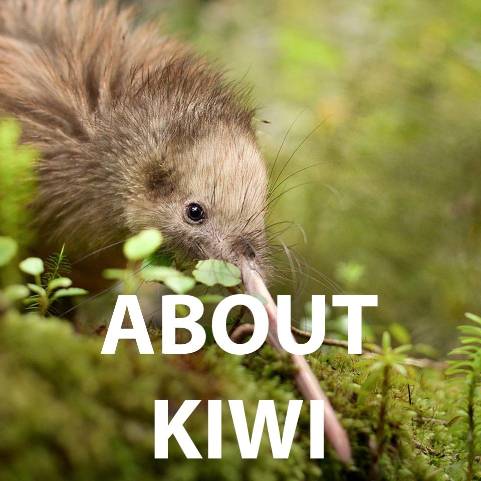 About Kiwi.jpg