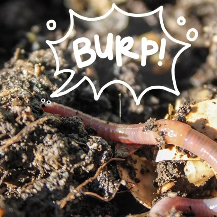 6-assemble-a-squirm-squad-habitatpopupimage-min-696x696.jpg