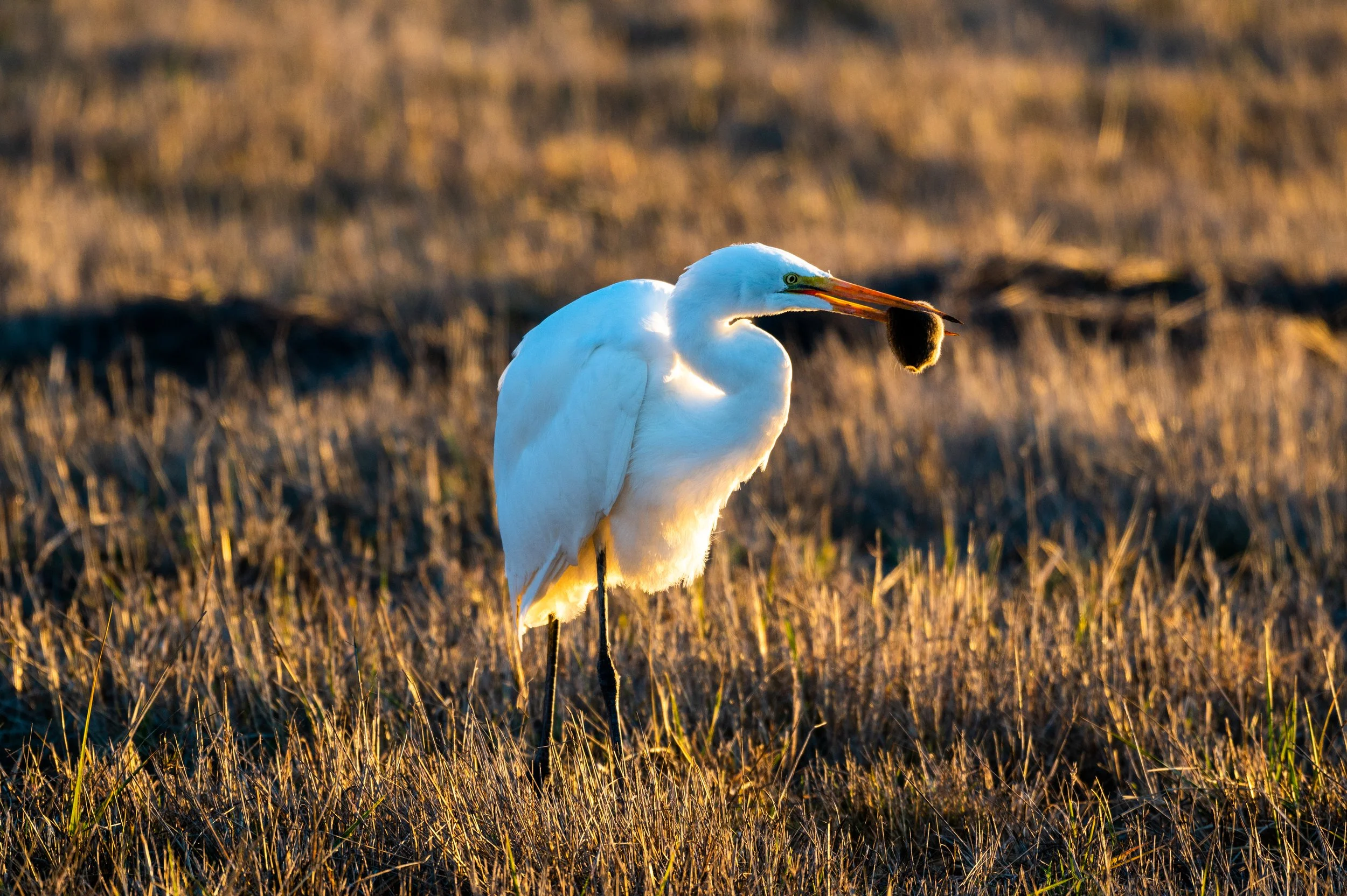 Egret Lunch