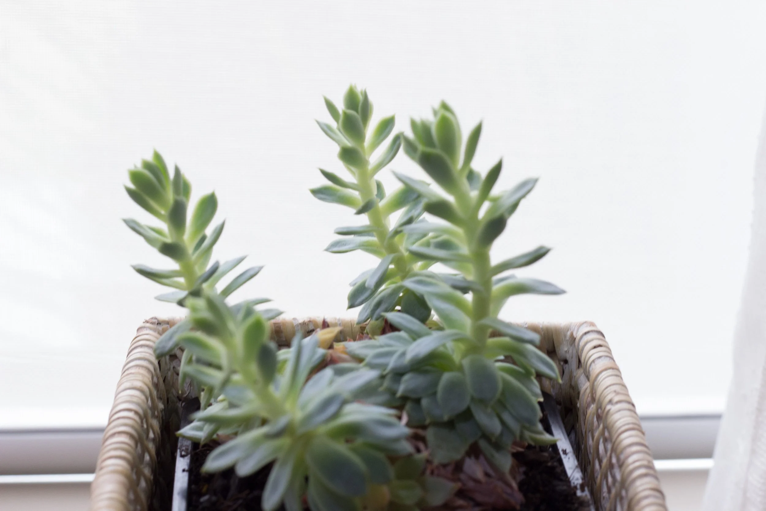 Connection is Therapeutic