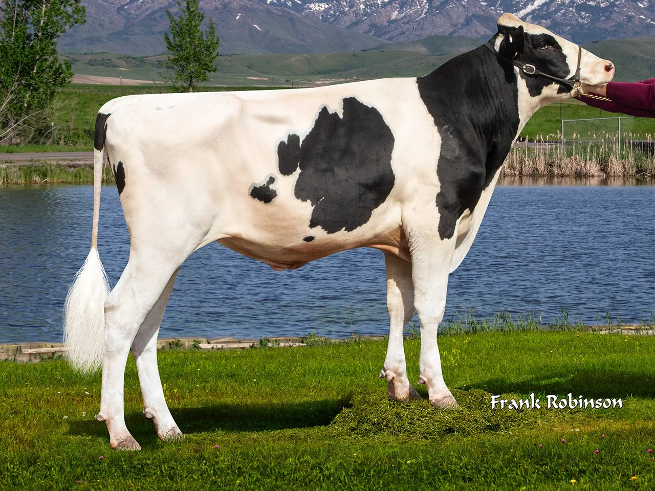 506HO10108 DerbyDay bull