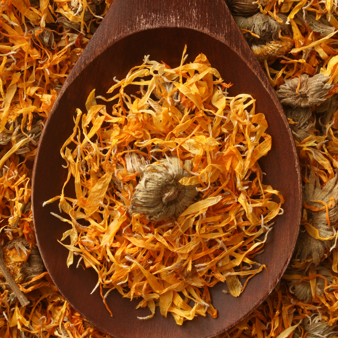 Calendula Flower