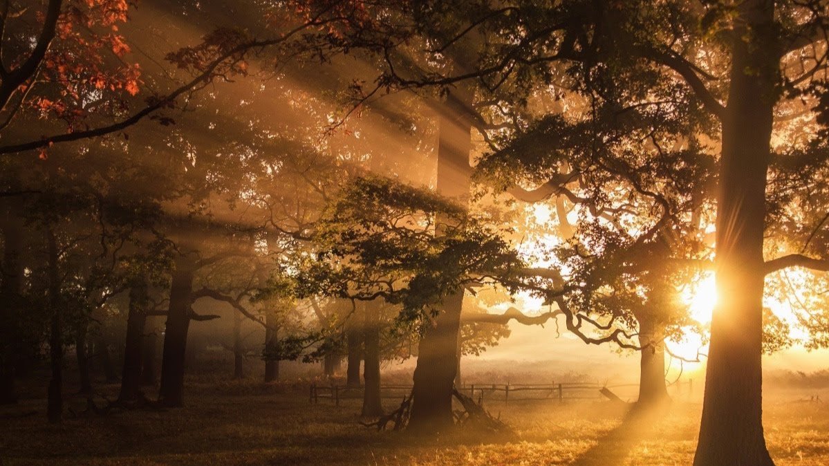 Through the Trees