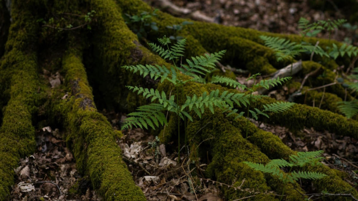 Undergrowth