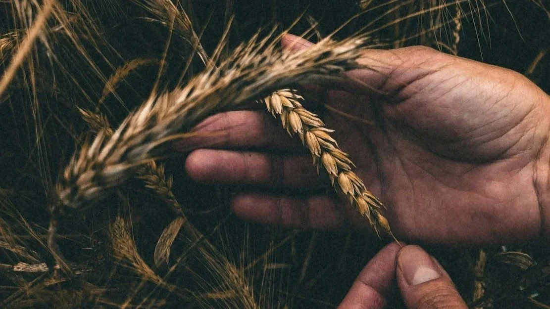 More&nbsp;Bread Please