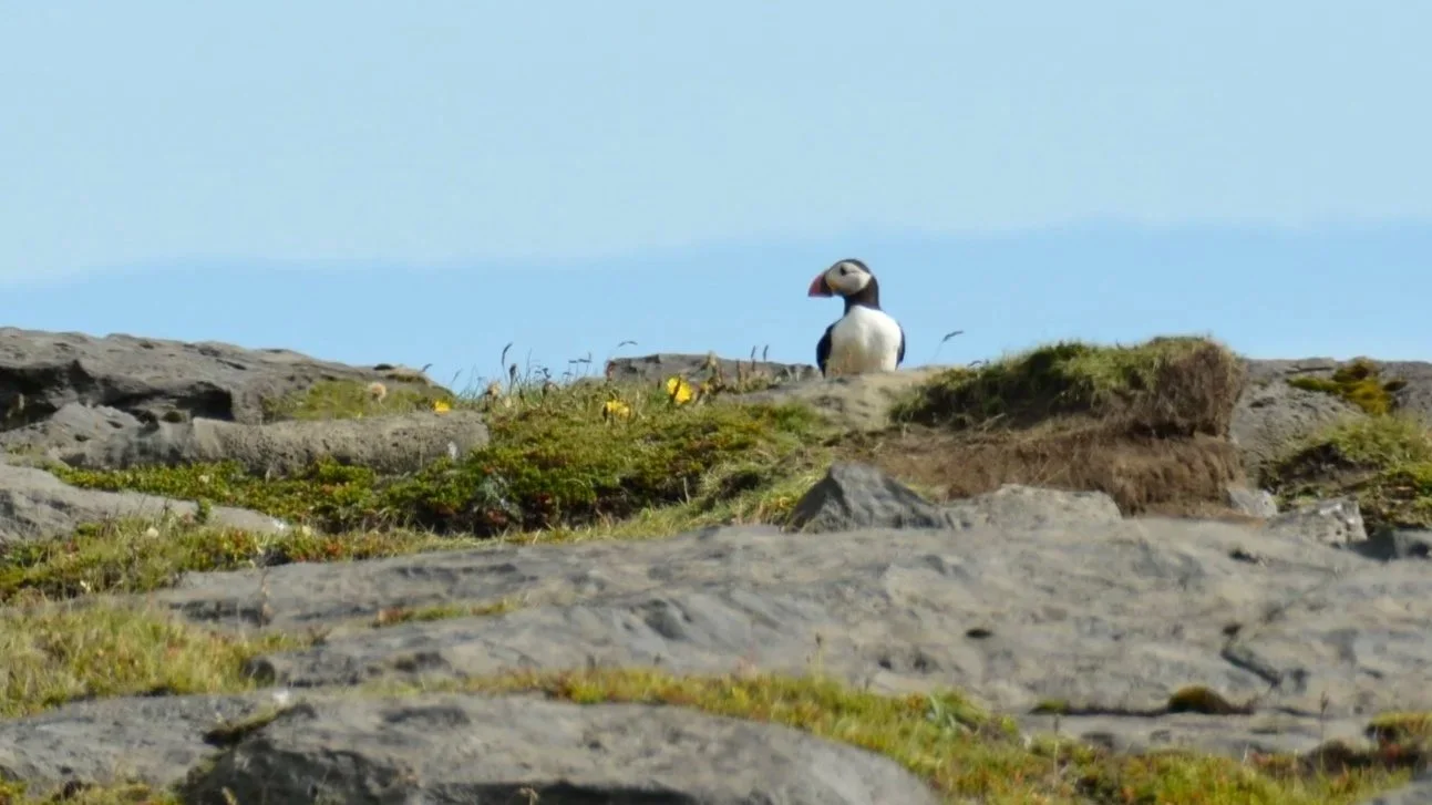 The Puffin&nbsp;Lesson