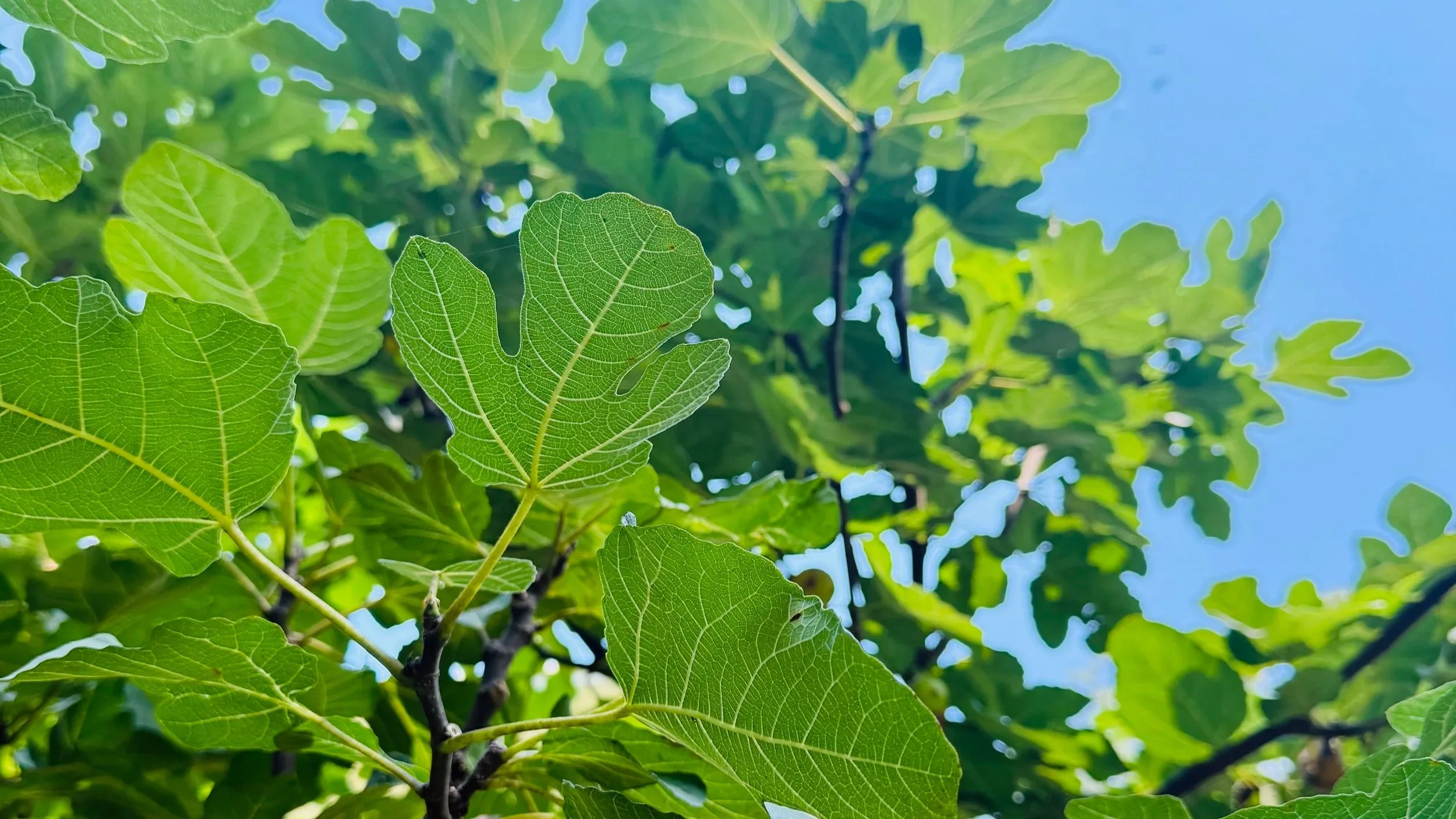 The Humble Seed