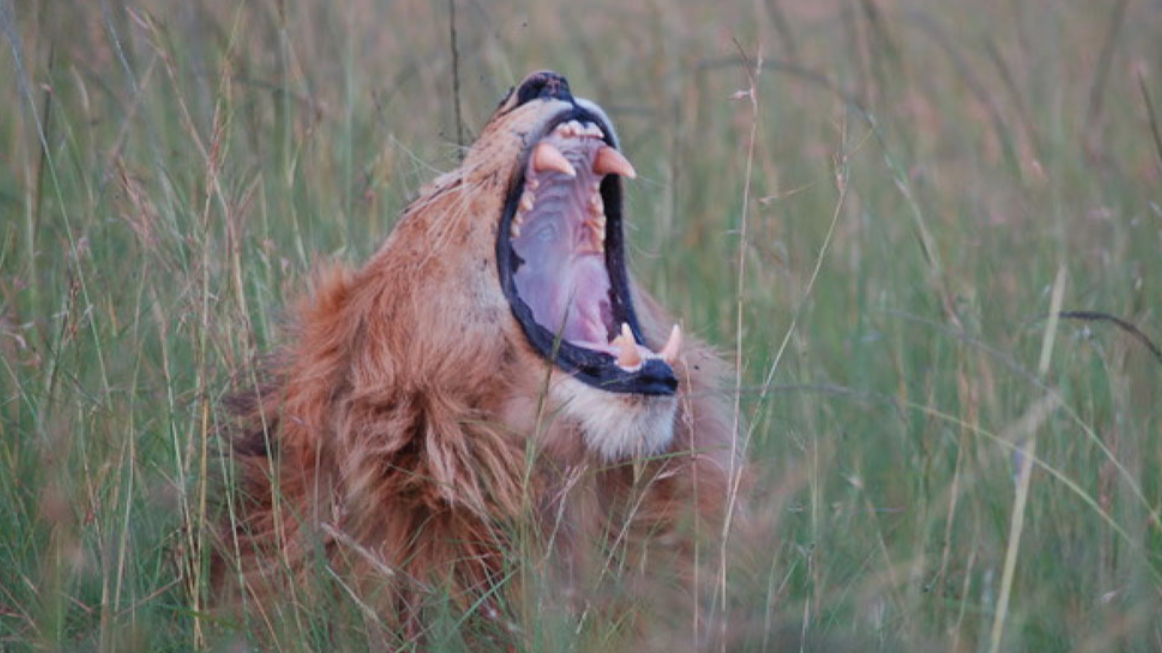 Roars &amp; A Whisper