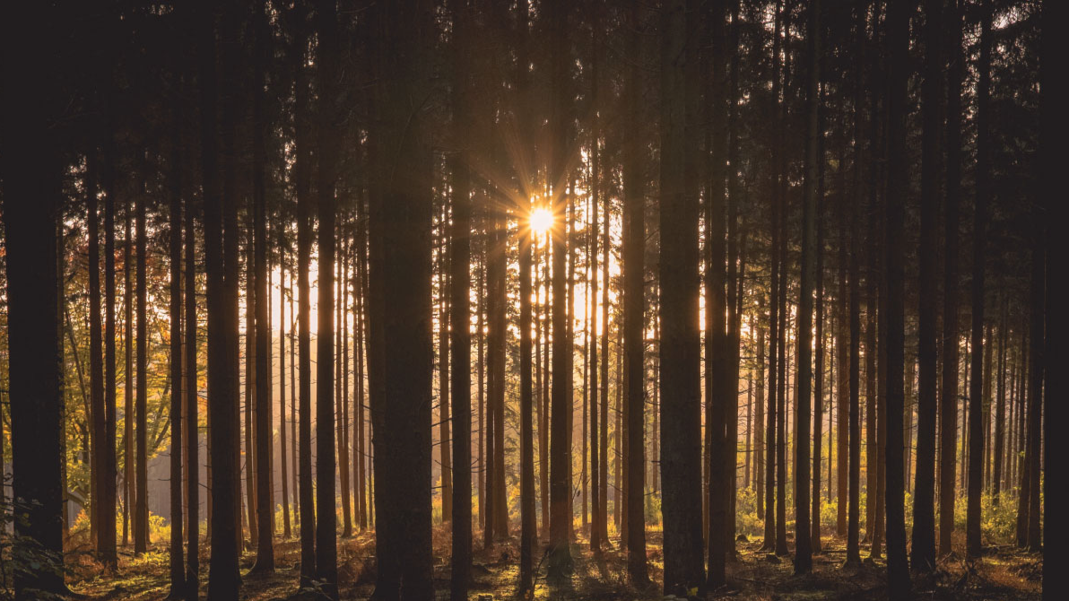 Through&nbsp;the Trees