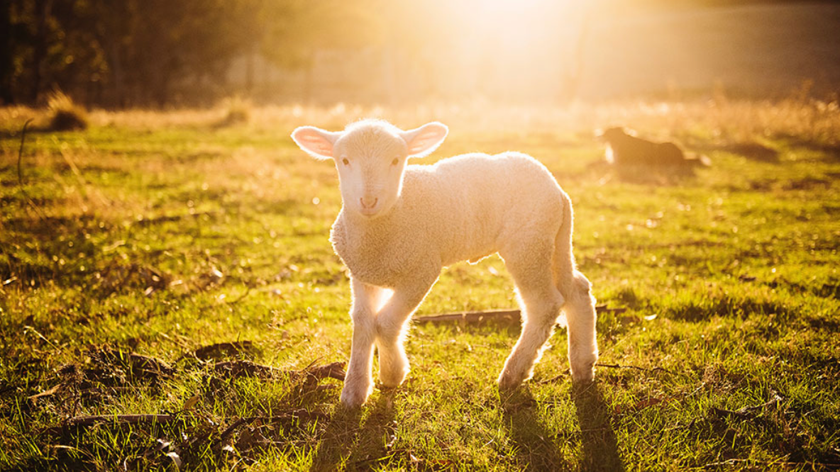 The Lamb