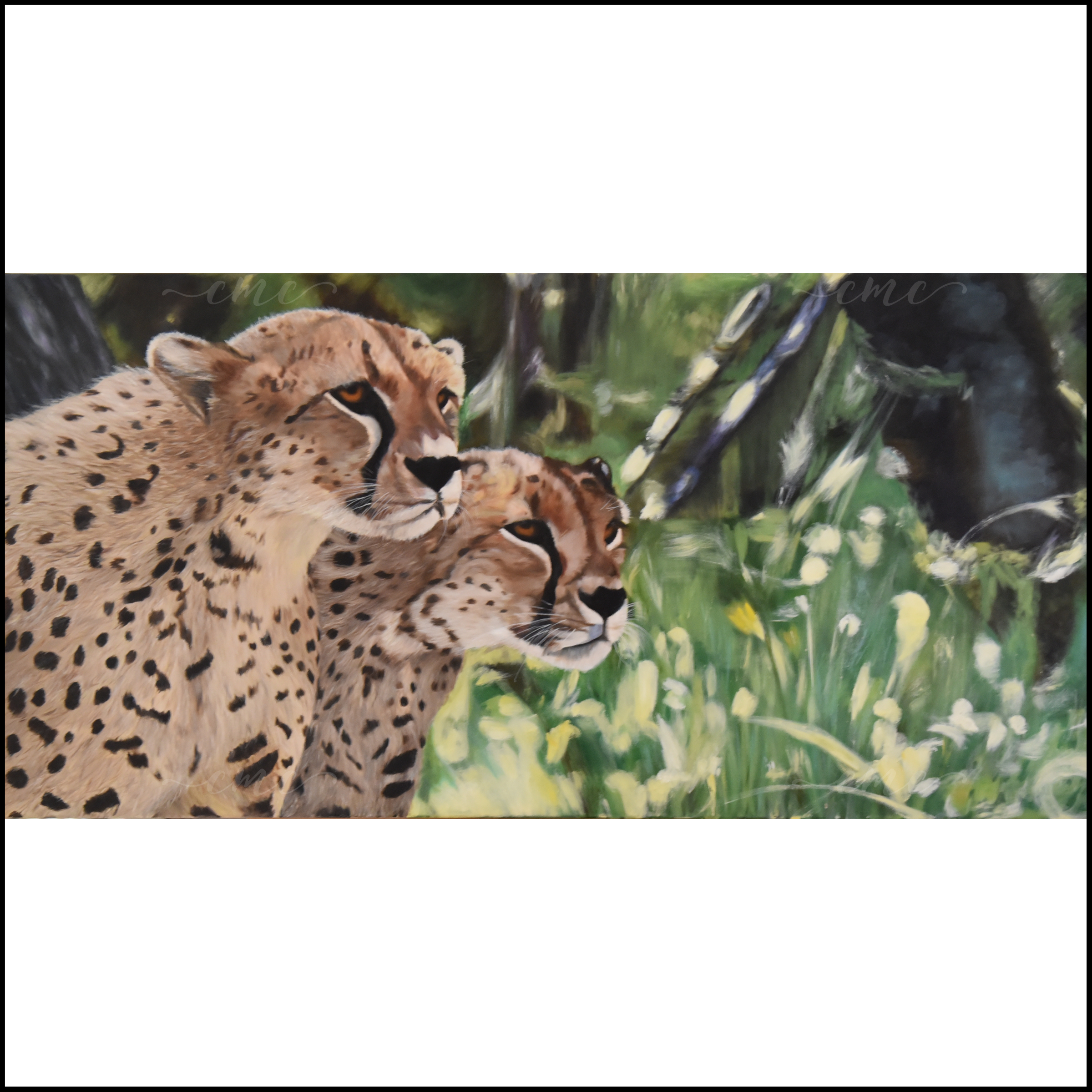 Cheetahs_WM_Border.png