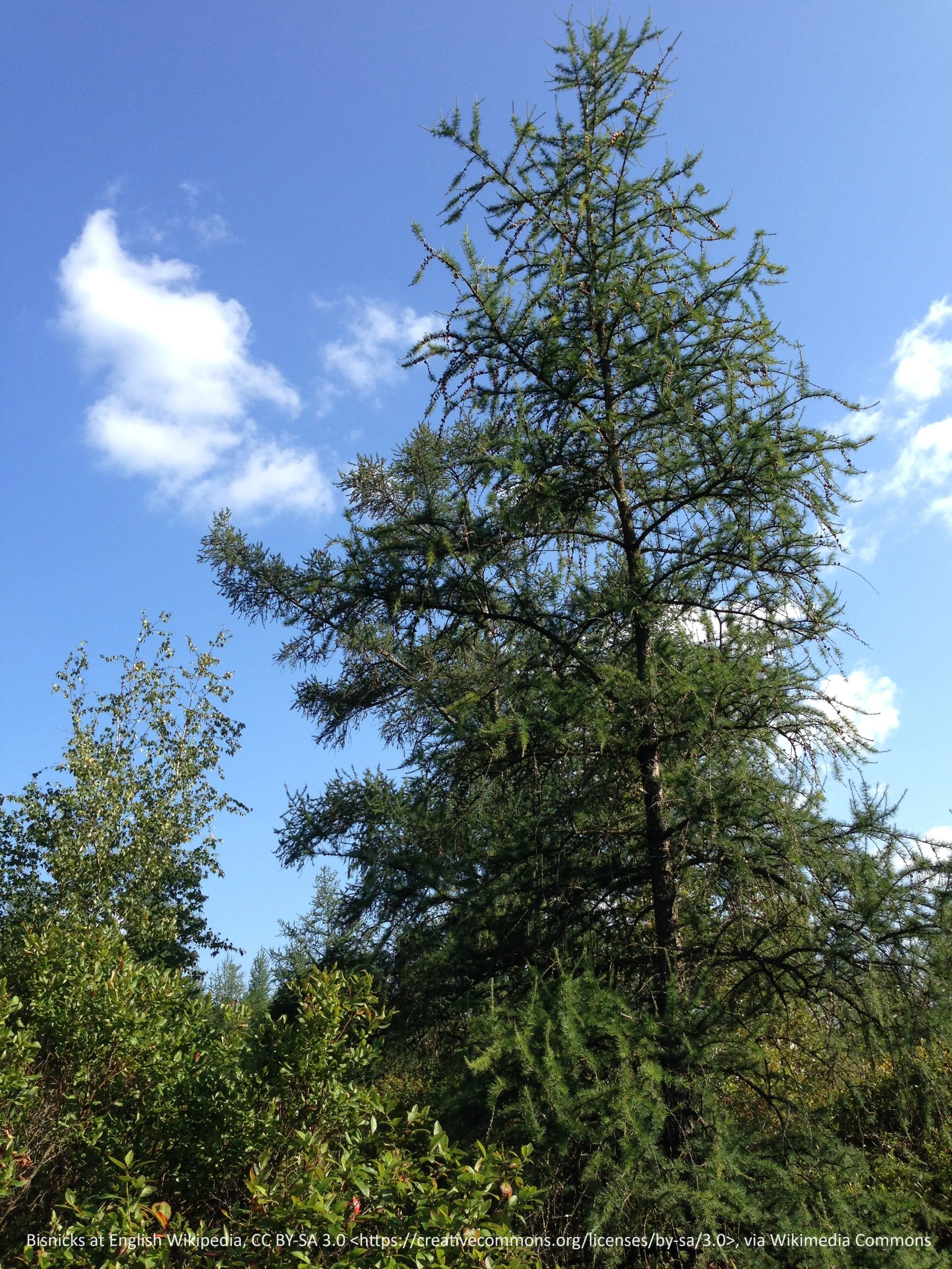 Tamarack/American larch