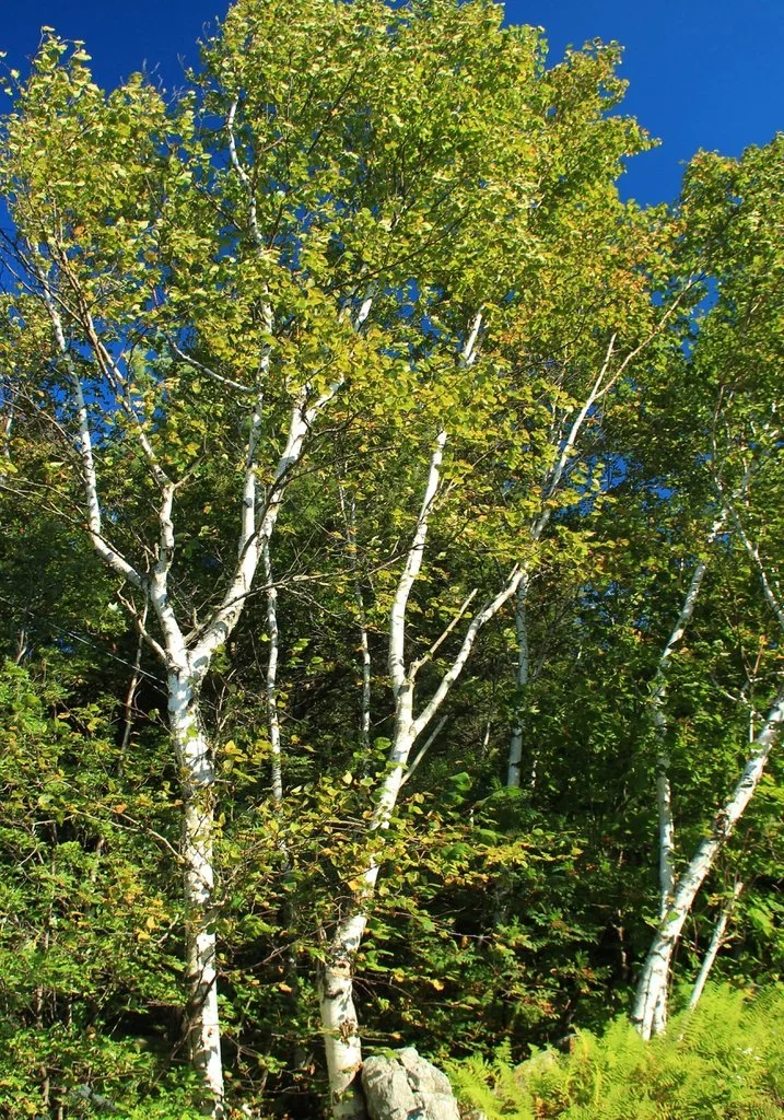 Paper birch