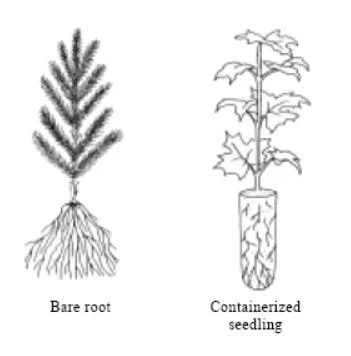 visual comparison of bare root seedlings and containerized seedlings (Copy) (Copy) (Copy) (Copy)