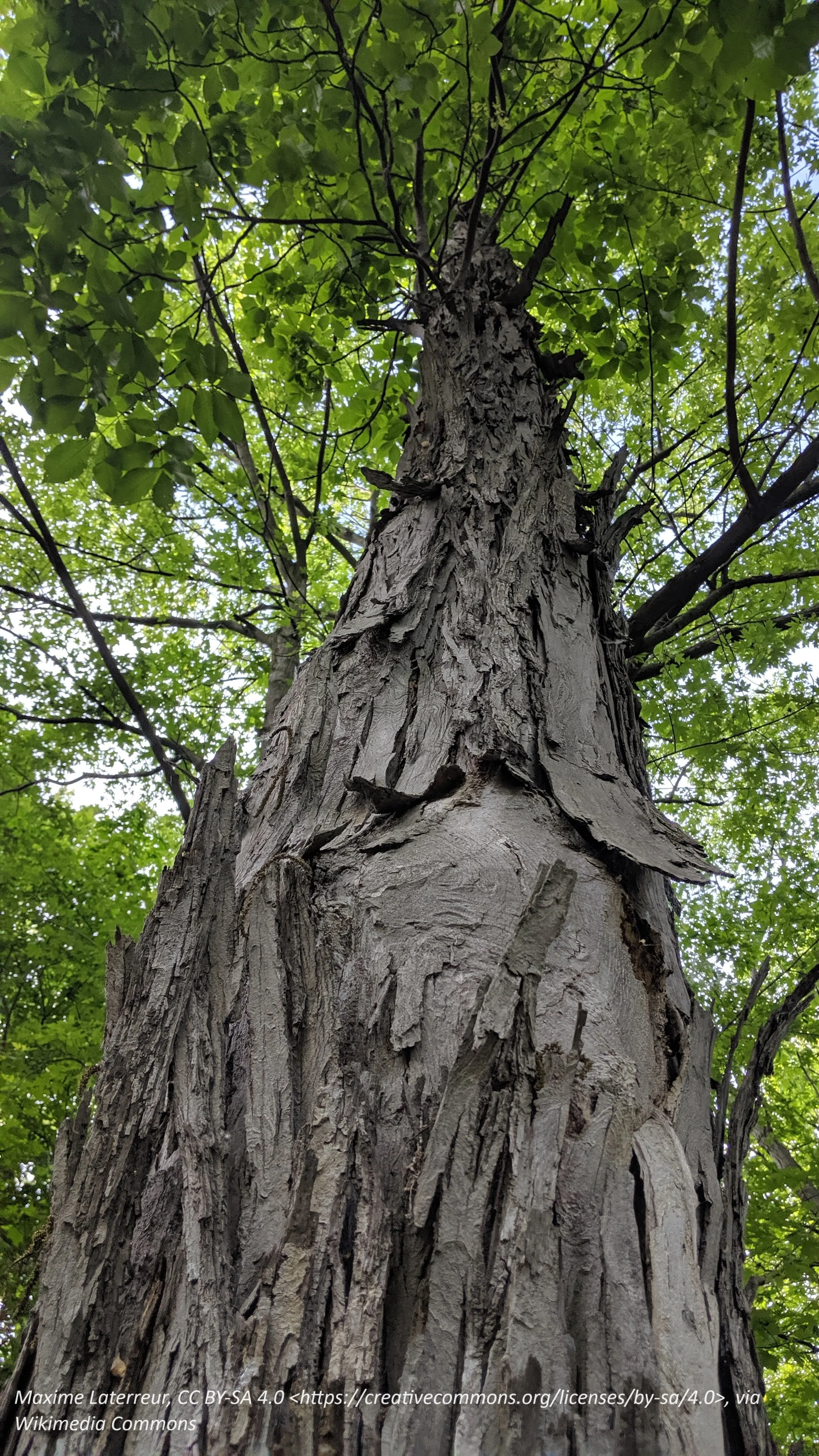 Shagbark Hickory