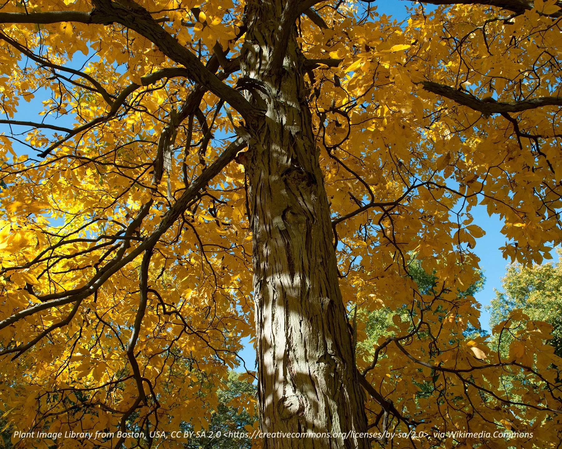 shagbark hickory bark 2.jpg
