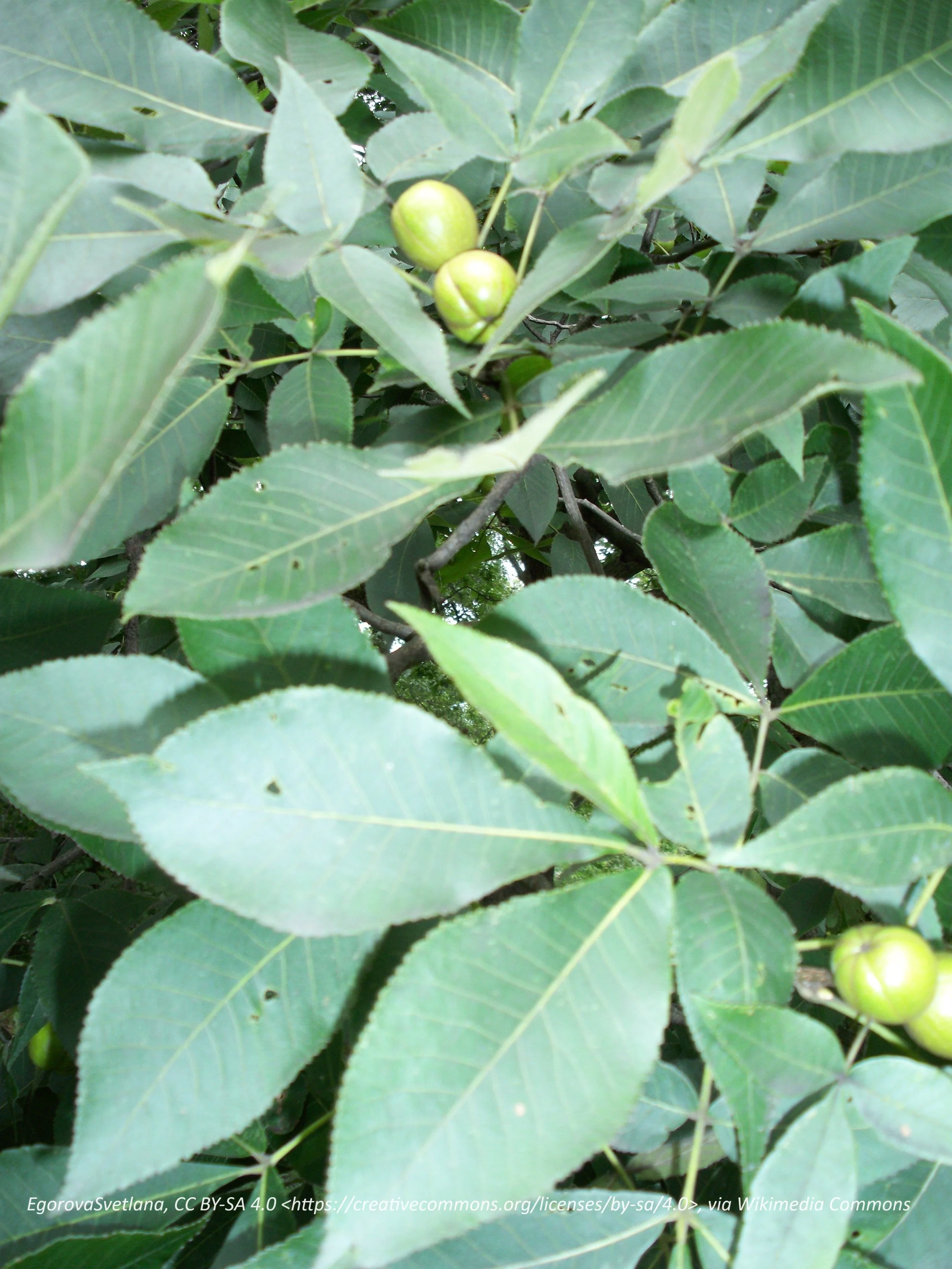 shagbark hickory.jpg