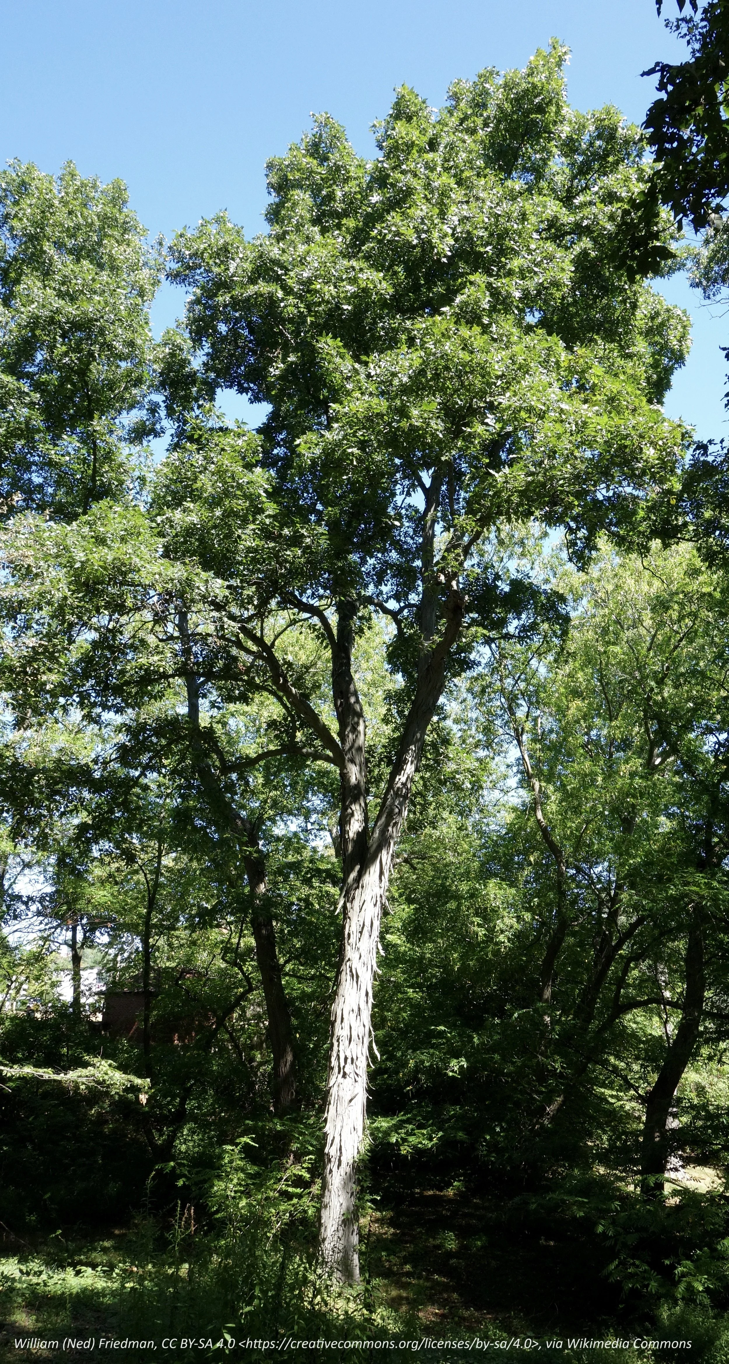 shagbark hickory full.jpg