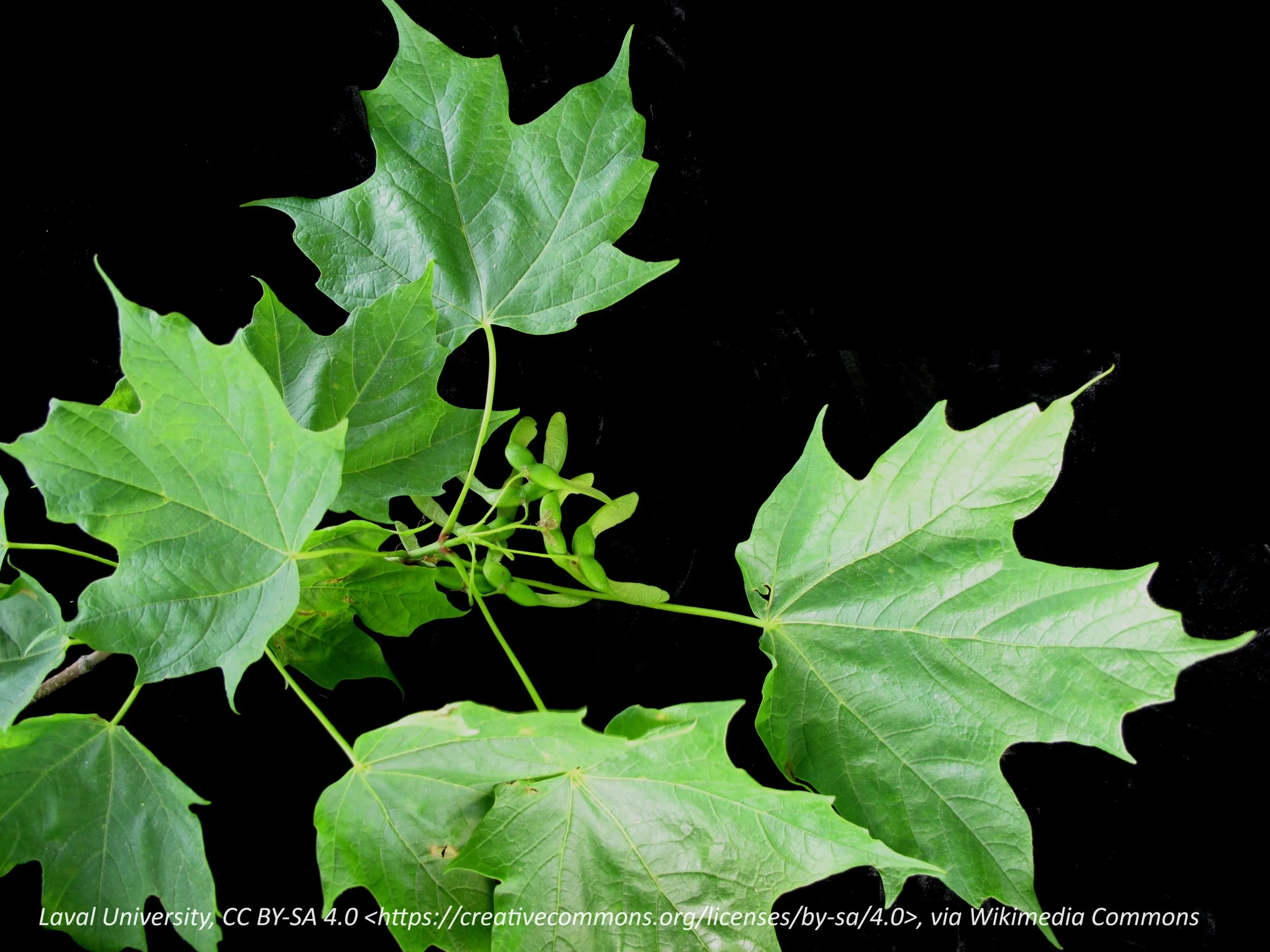 sugar maple leaves close-up