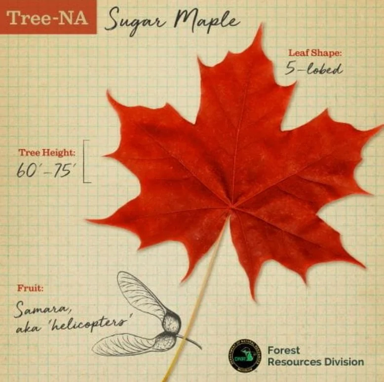 sugar maple leaf and Michigan Department of Natural Resources graphic