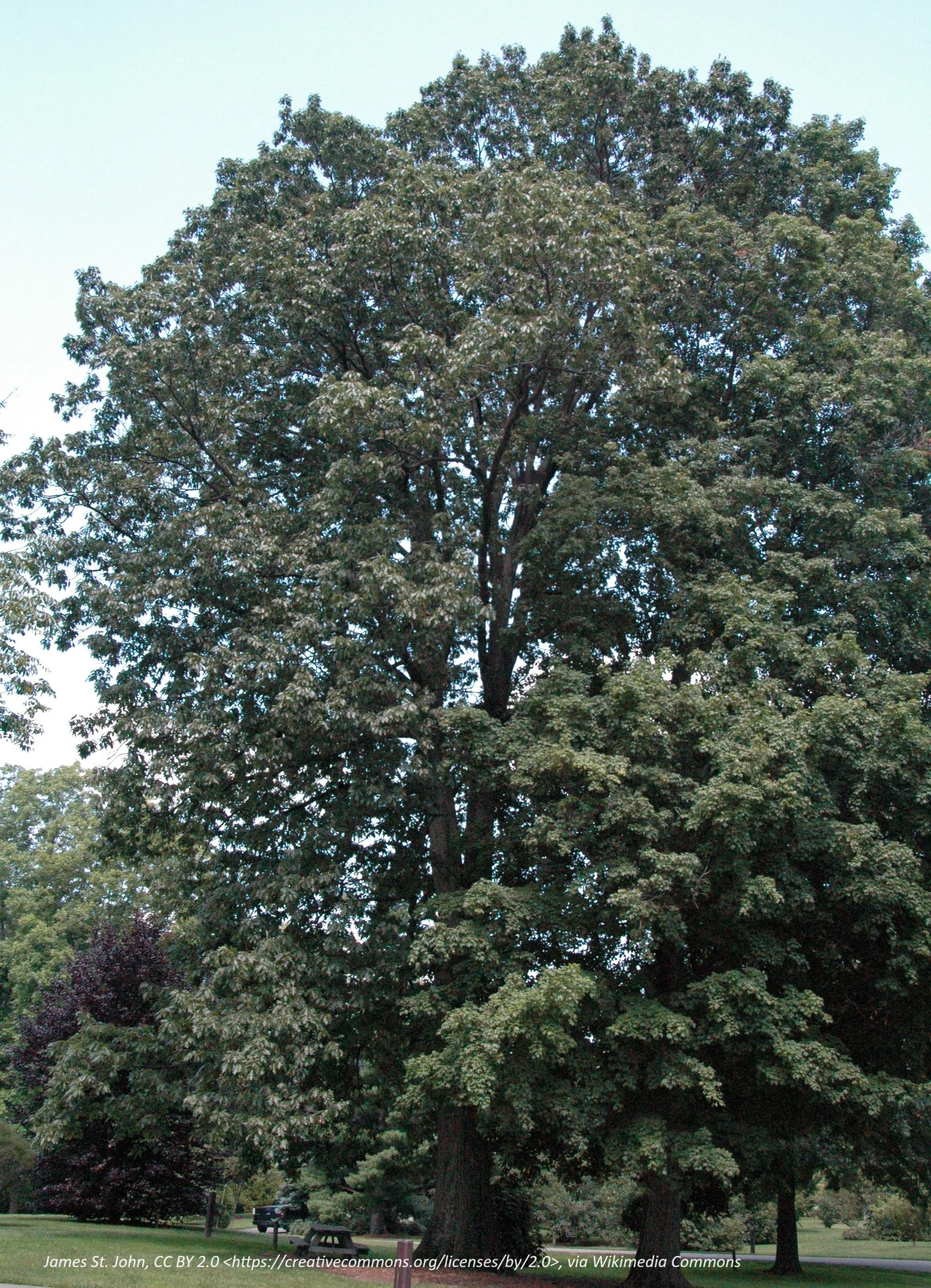 Northern red oak