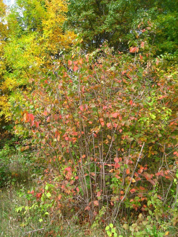 American hazelnut fall.jpg