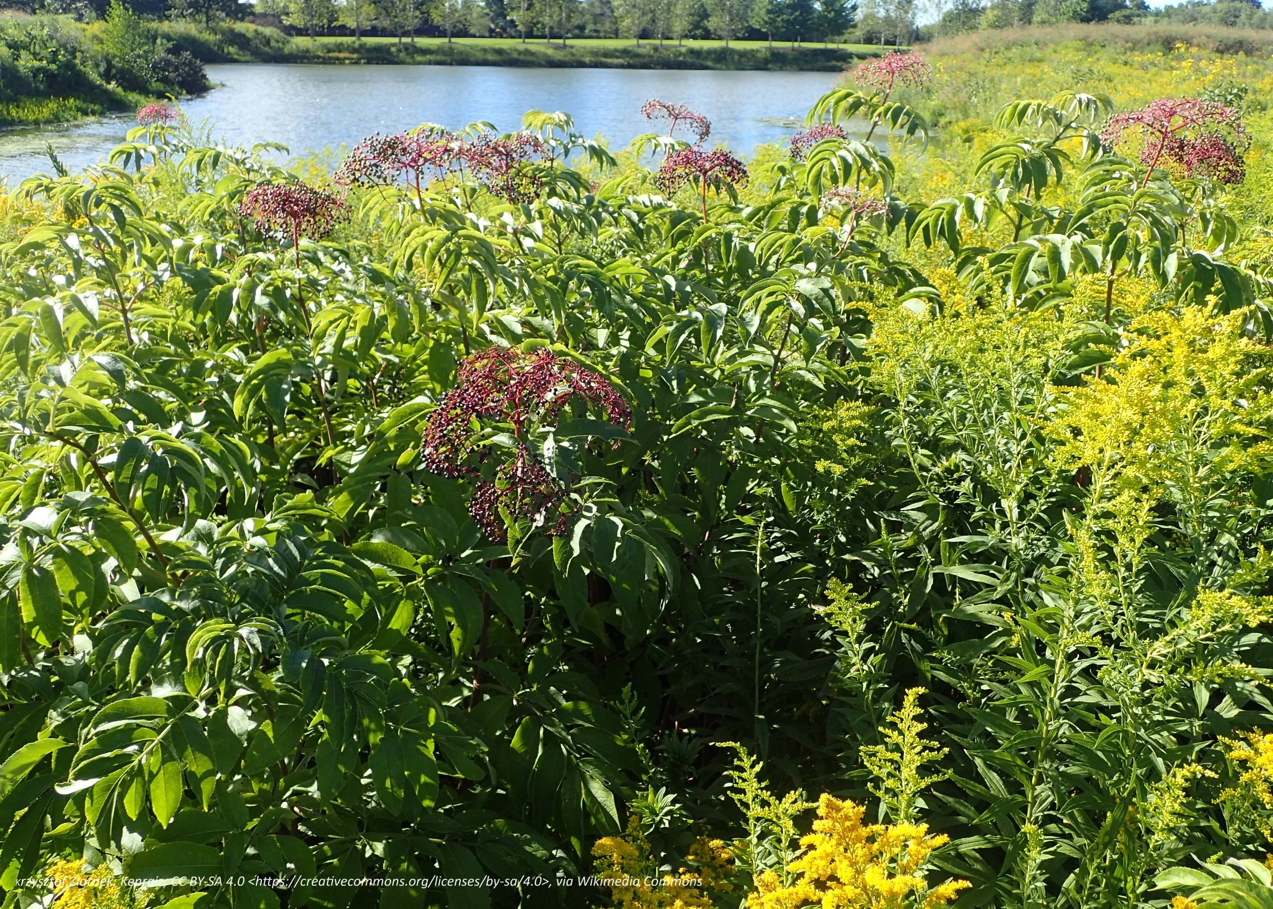 American black elderberry
