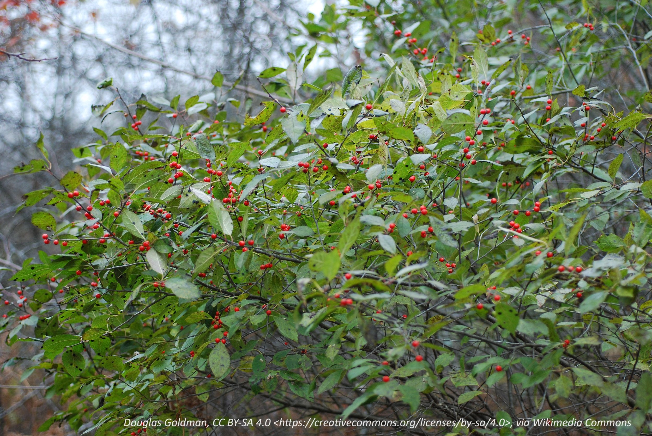 Winterberry
