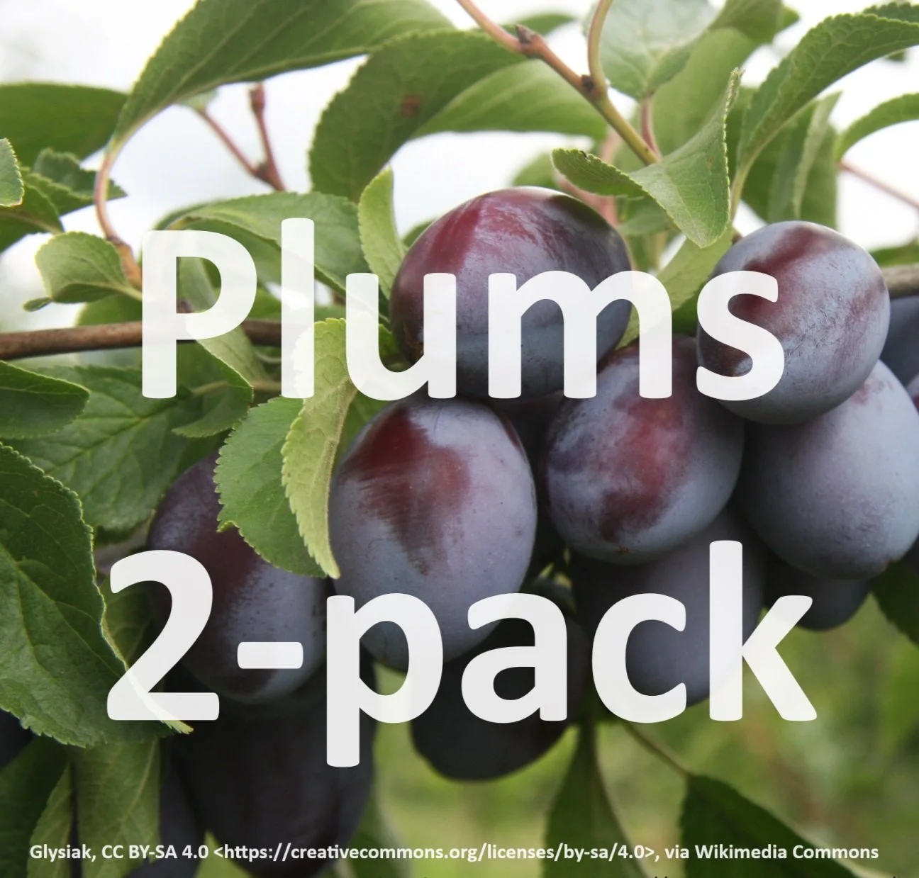 Plum 2-Pack (Elephant Heart & Satsuma)