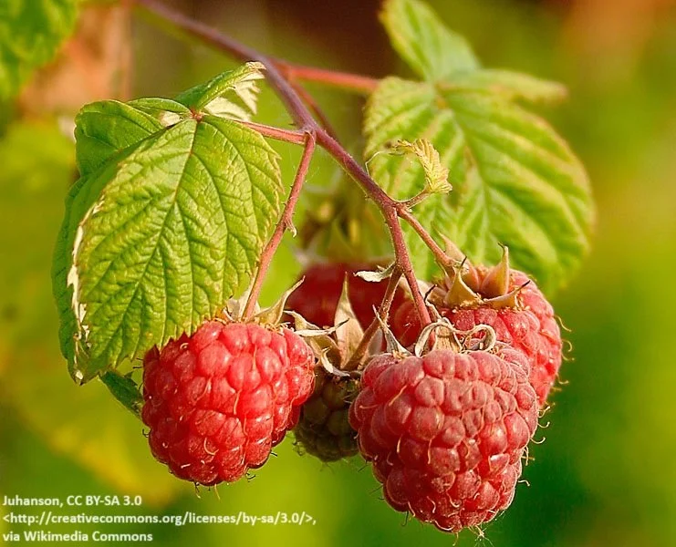 Red raspberry - Heritage