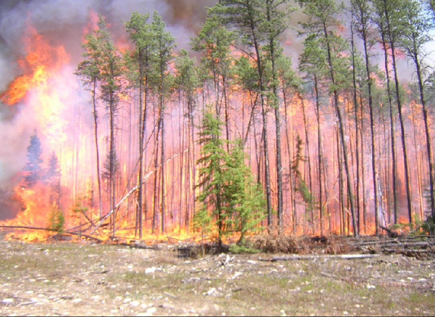 Resistance and Resilience in Forests