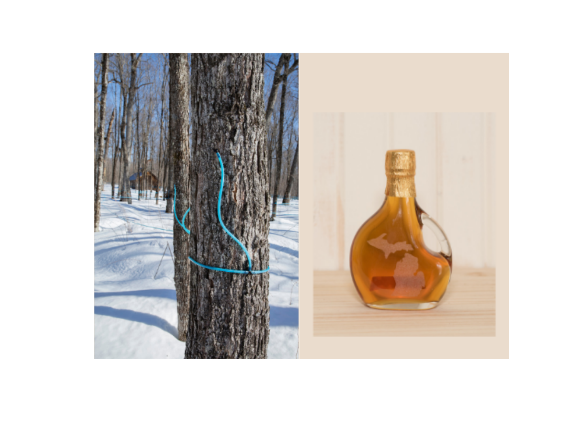 Maple Trees Tapped for Sap and Maple Syrup