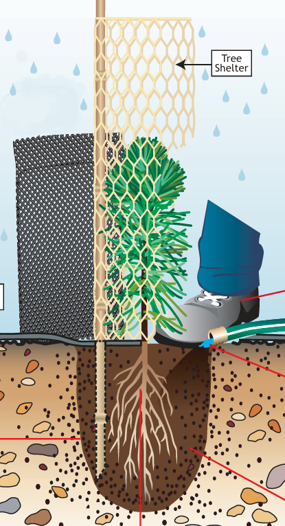 Protecting Woody Plantings